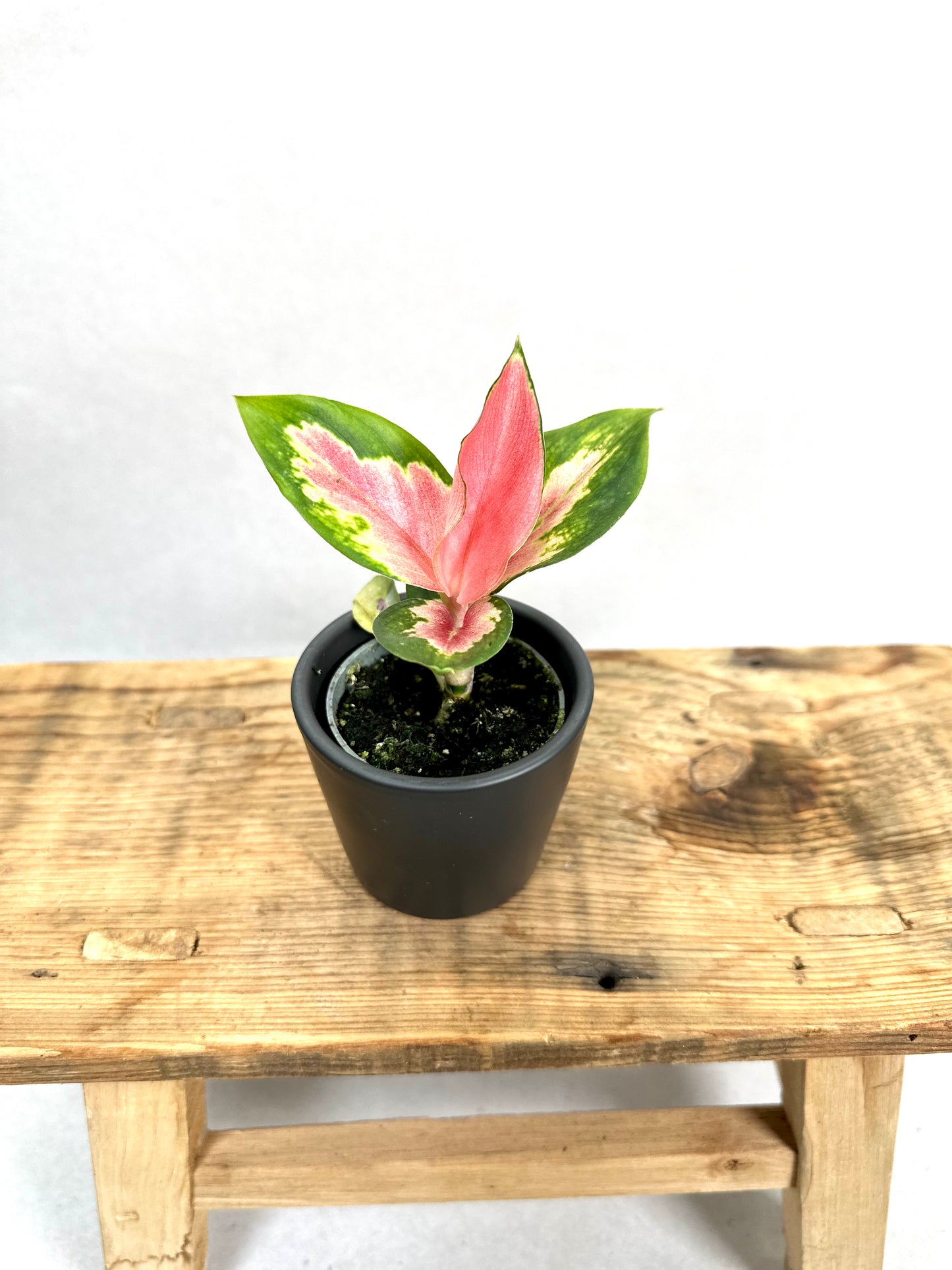 Aglaonema Red Dragon - Baby plant