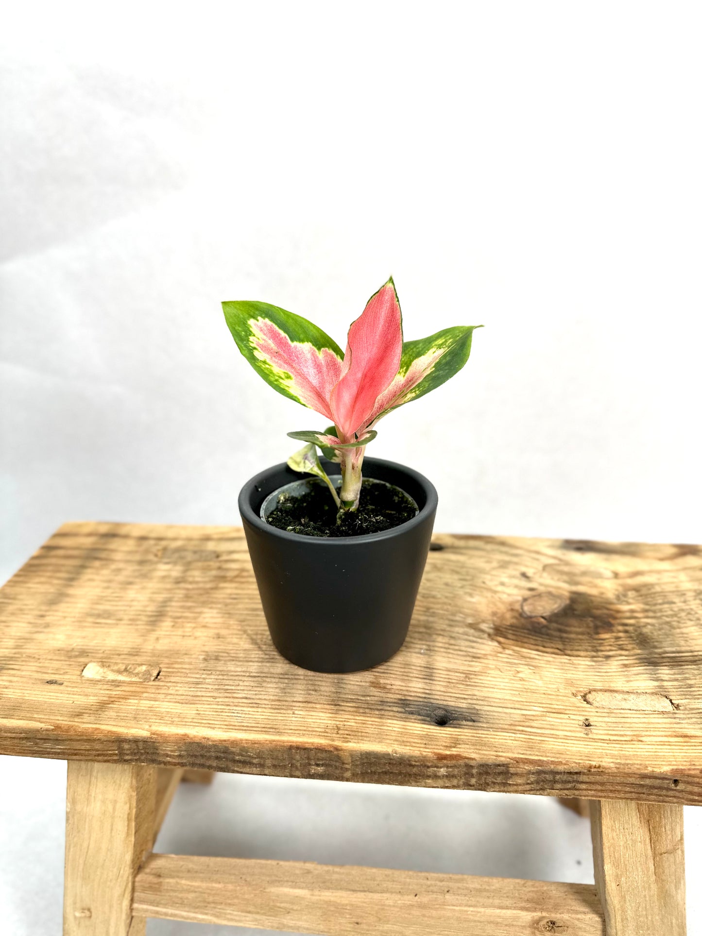 Aglaonema Red Dragon - Baby plant