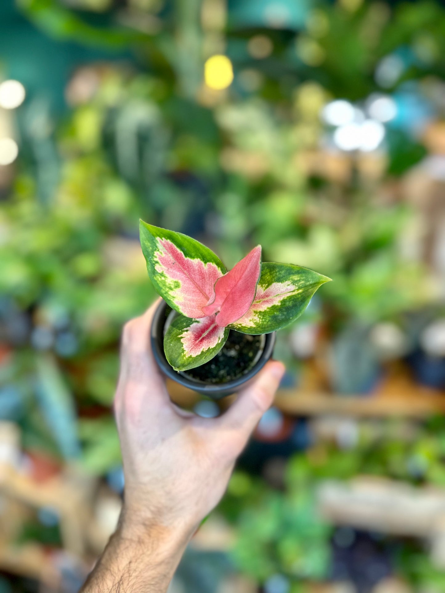 Aglaonema Red Dragon - Baby plant