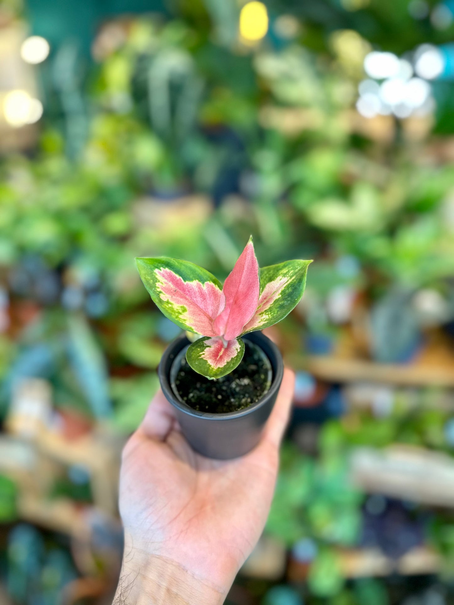 Aglaonema Red Dragon - Baby plant