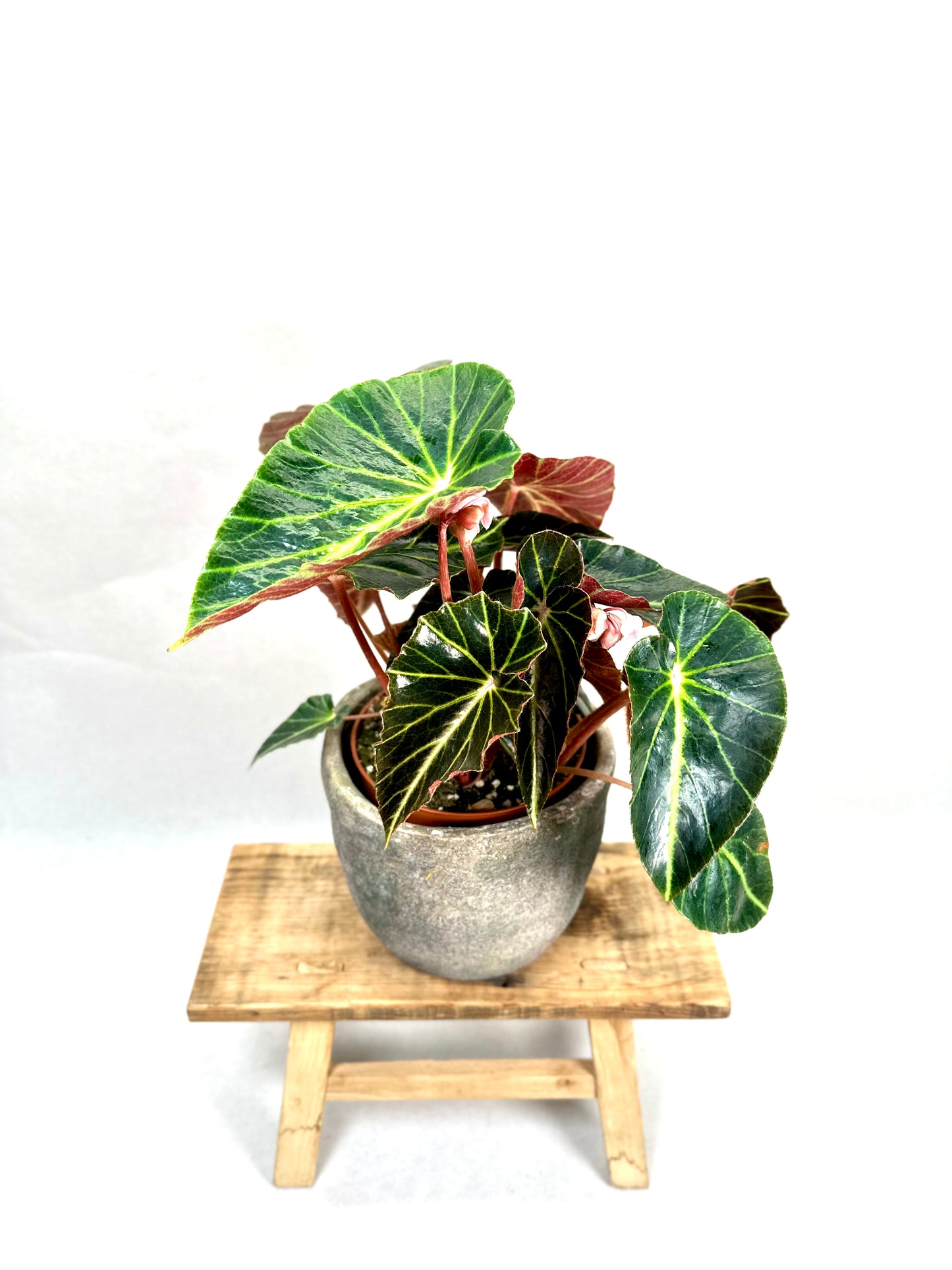 Begonia Chingipengii