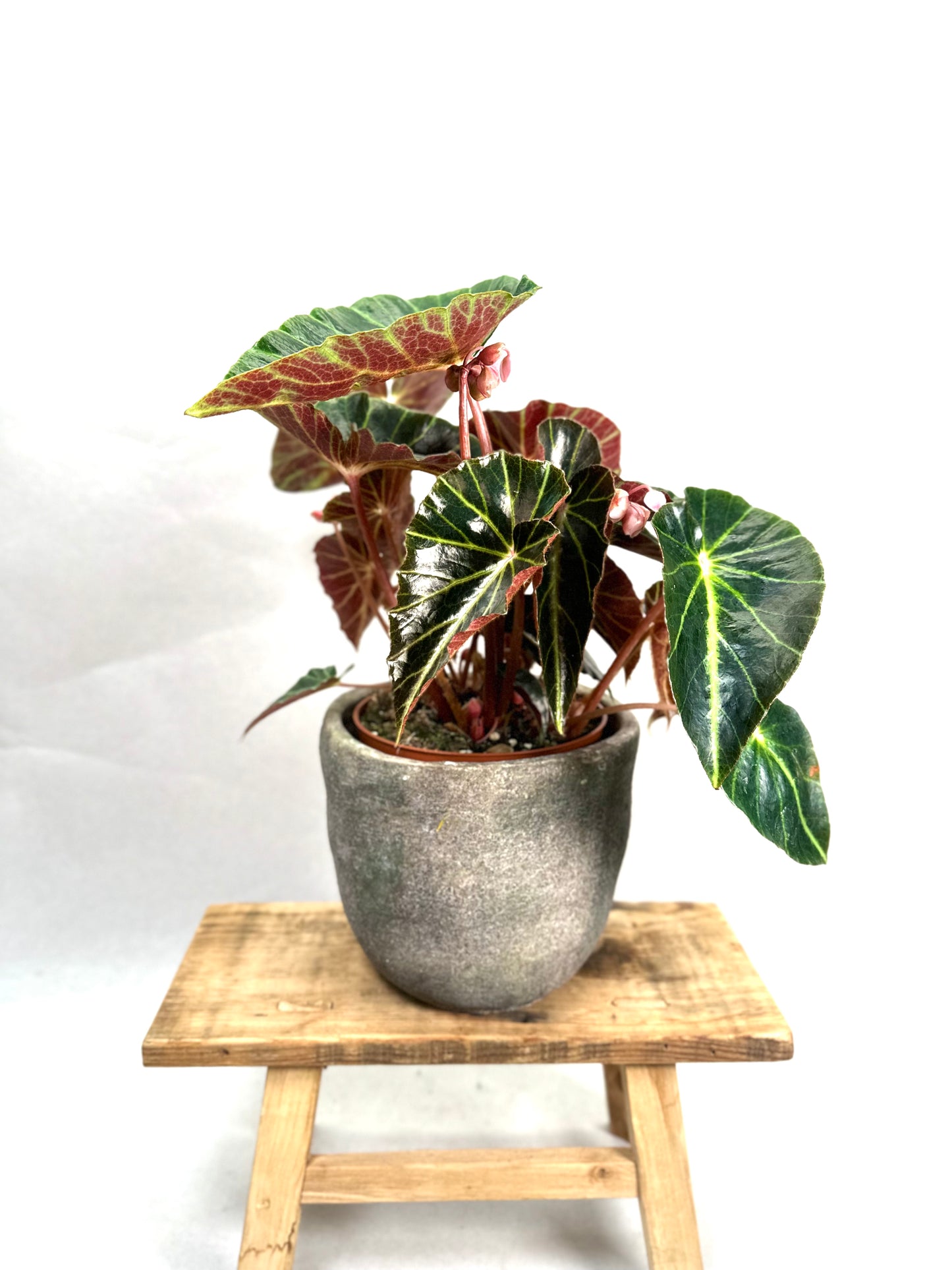 Begonia Chingipengii