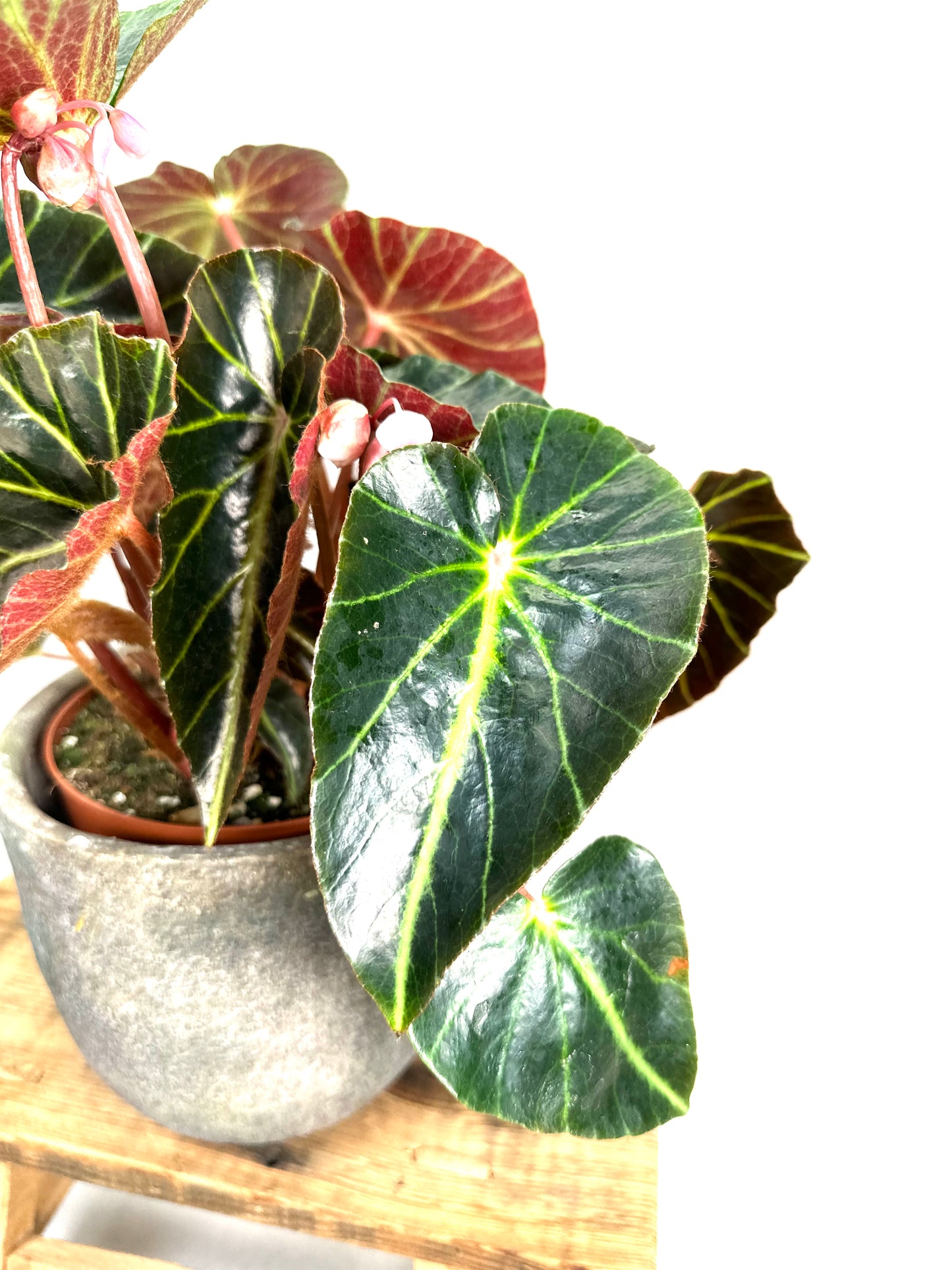 Begonia Chingipengii