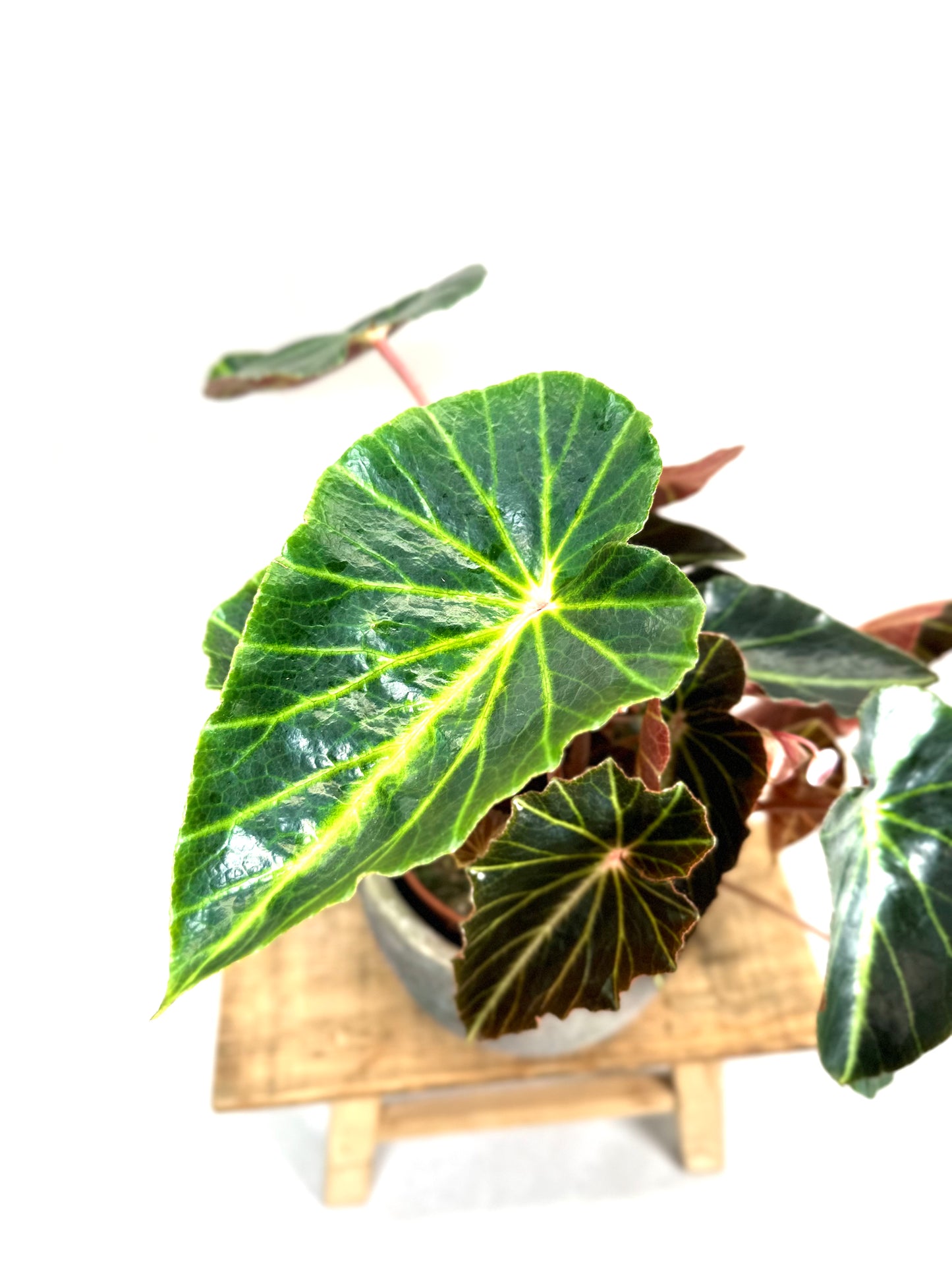 Begonia Chingipengii