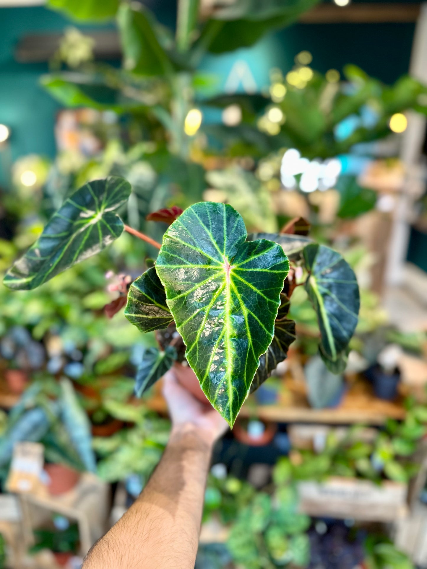 Begonia Chingipengii