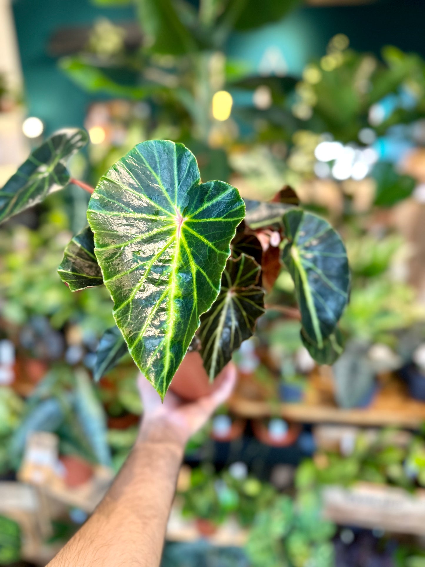 Begonia Chingipengii