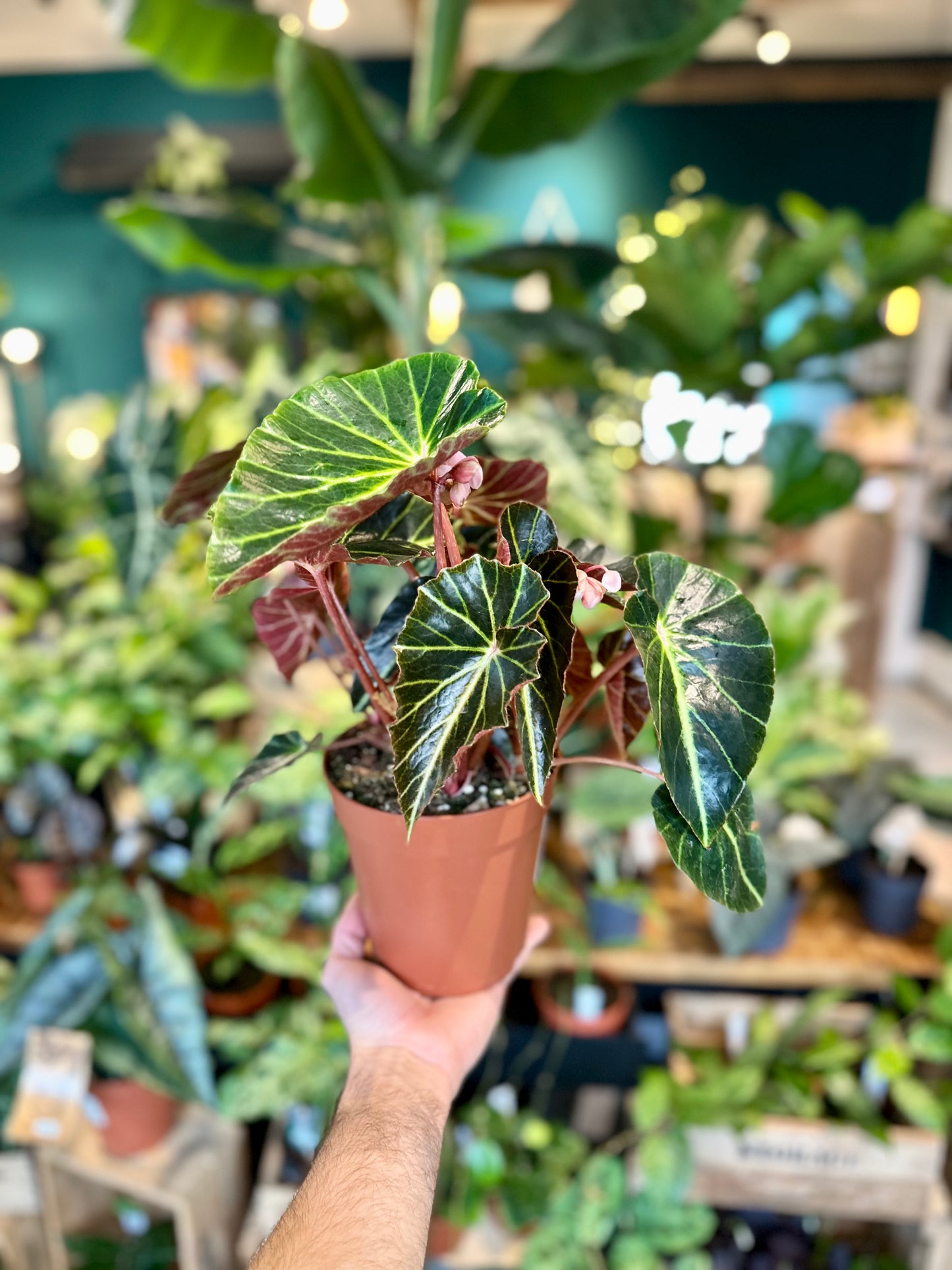 Begonia Chingipengii