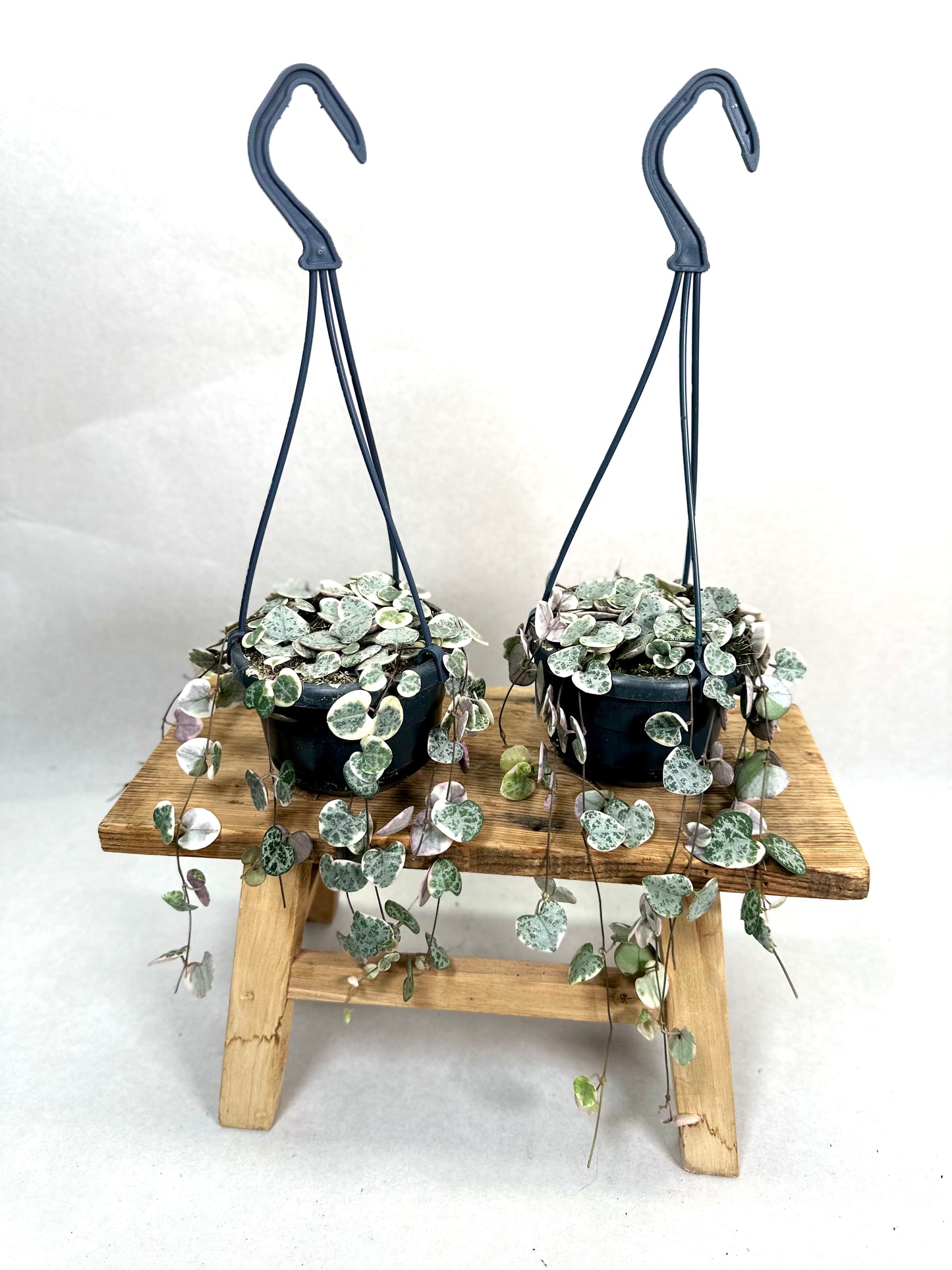 Ceropegia Woodii variegata - suspension