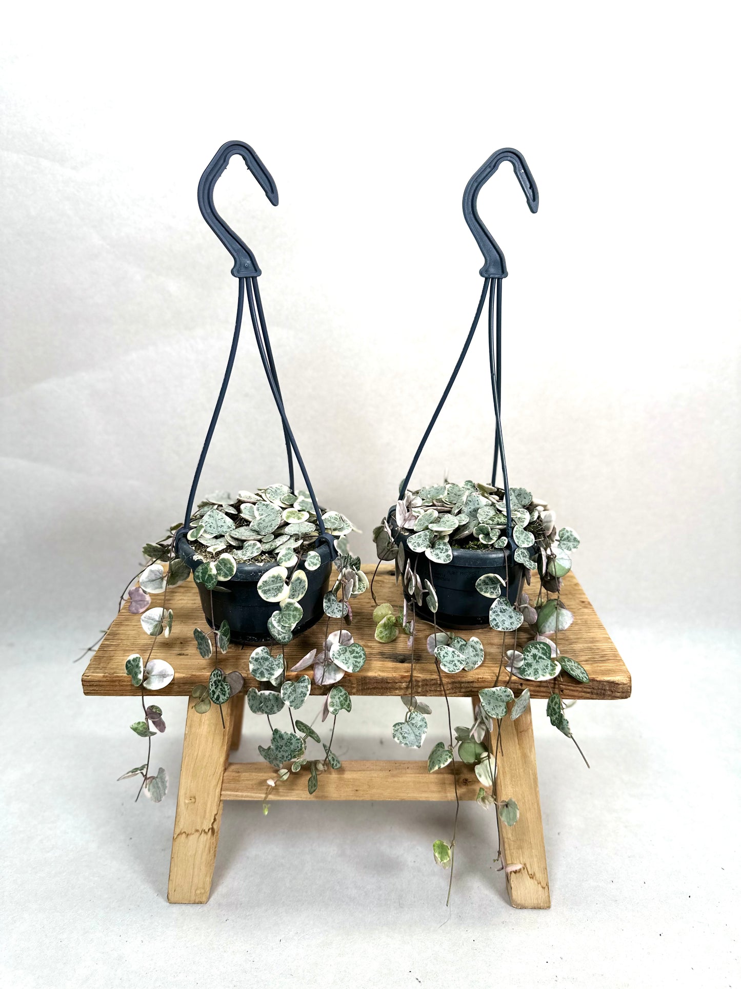 Ceropegia Woodii variegata - suspension