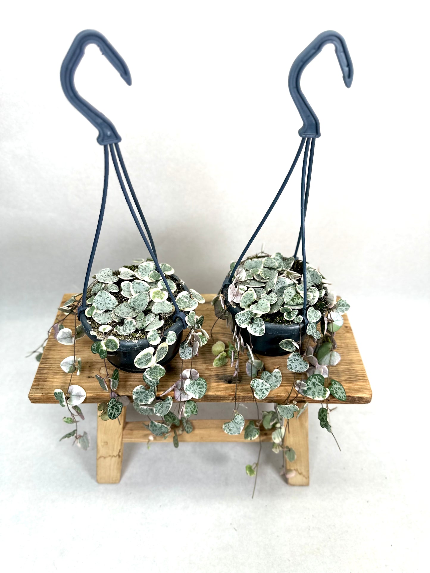 Ceropegia Woodii variegata - suspension