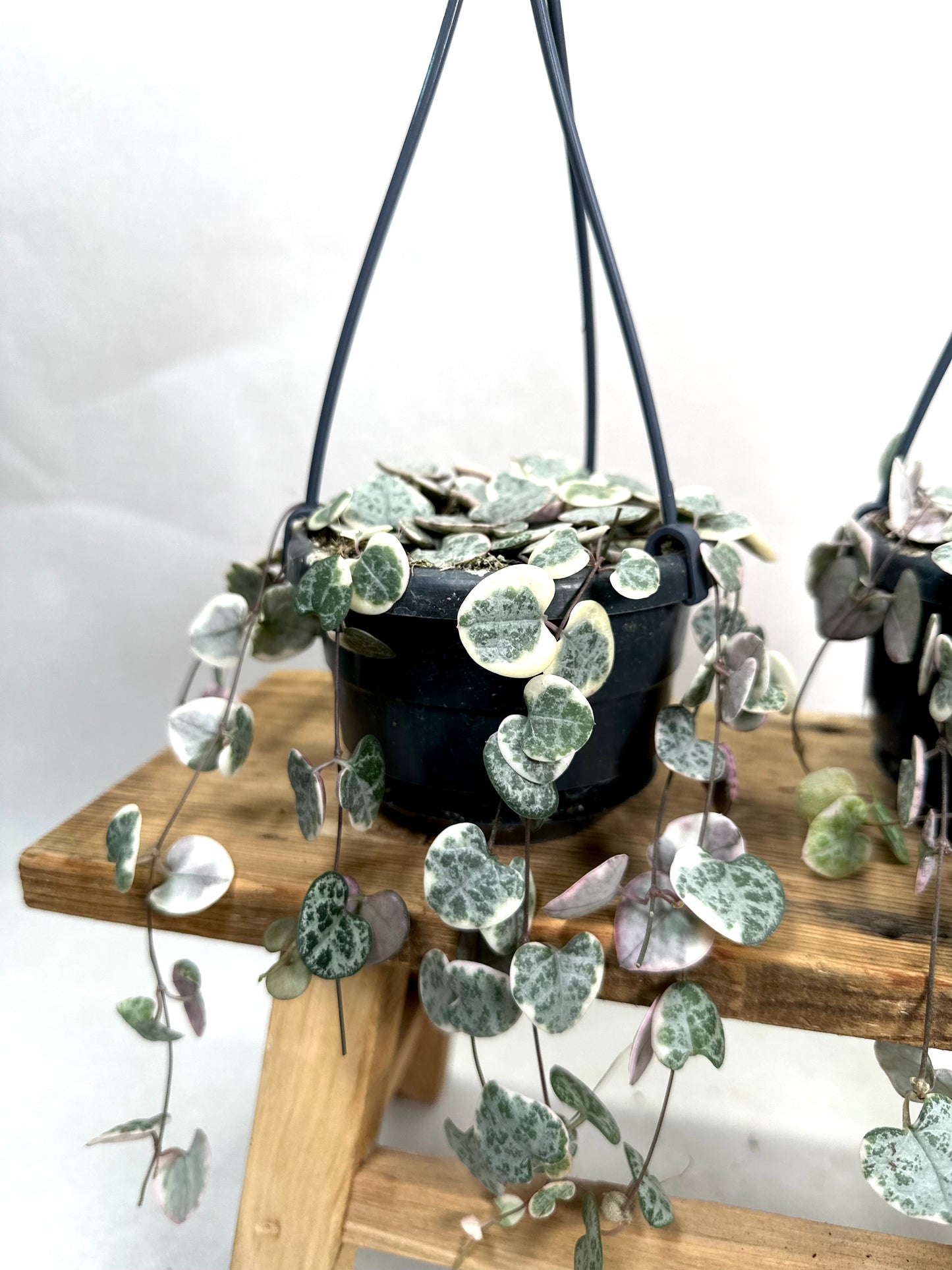 Ceropegia Woodii variegata - suspension