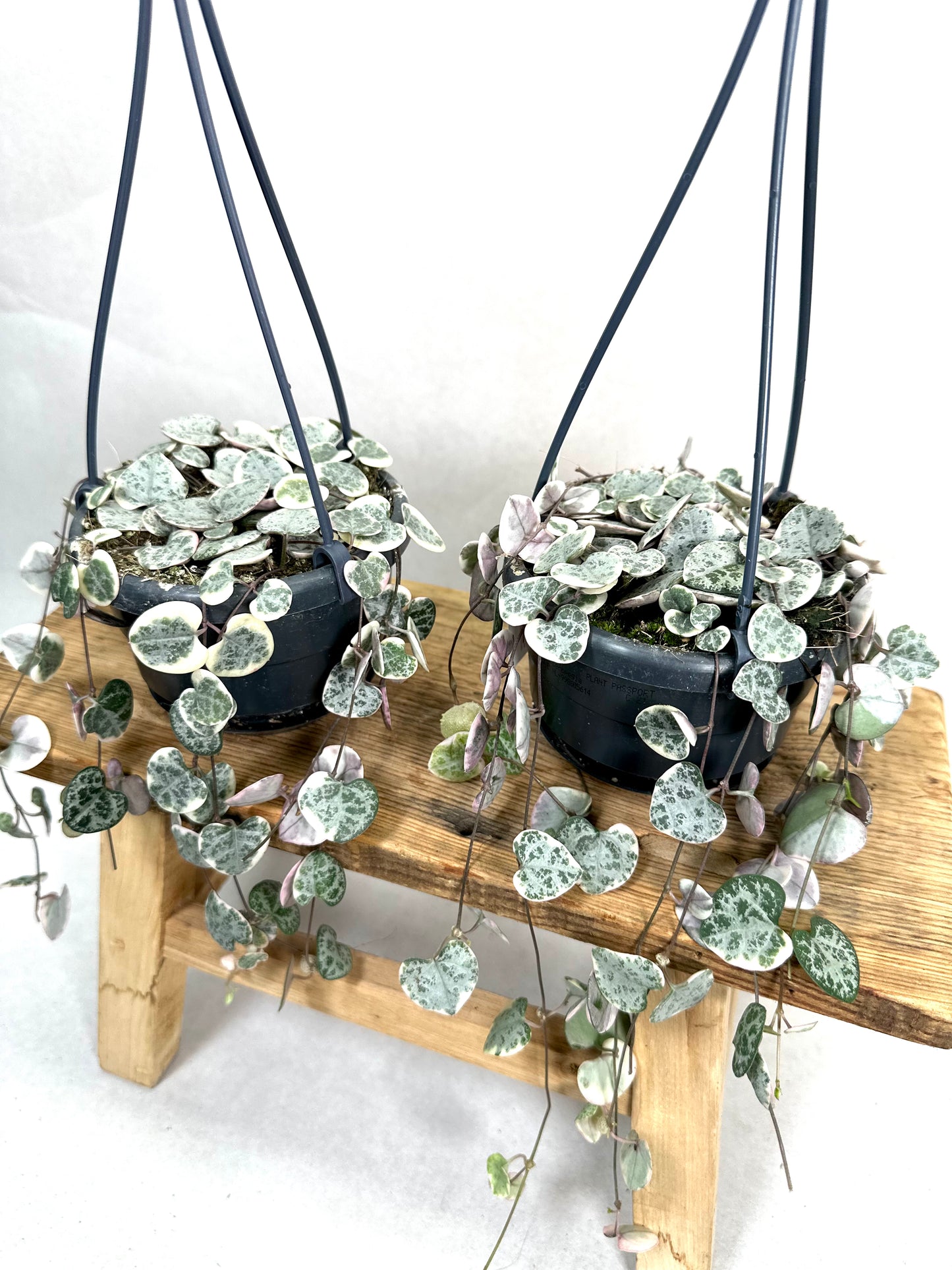 Ceropegia Woodii variegata - suspension