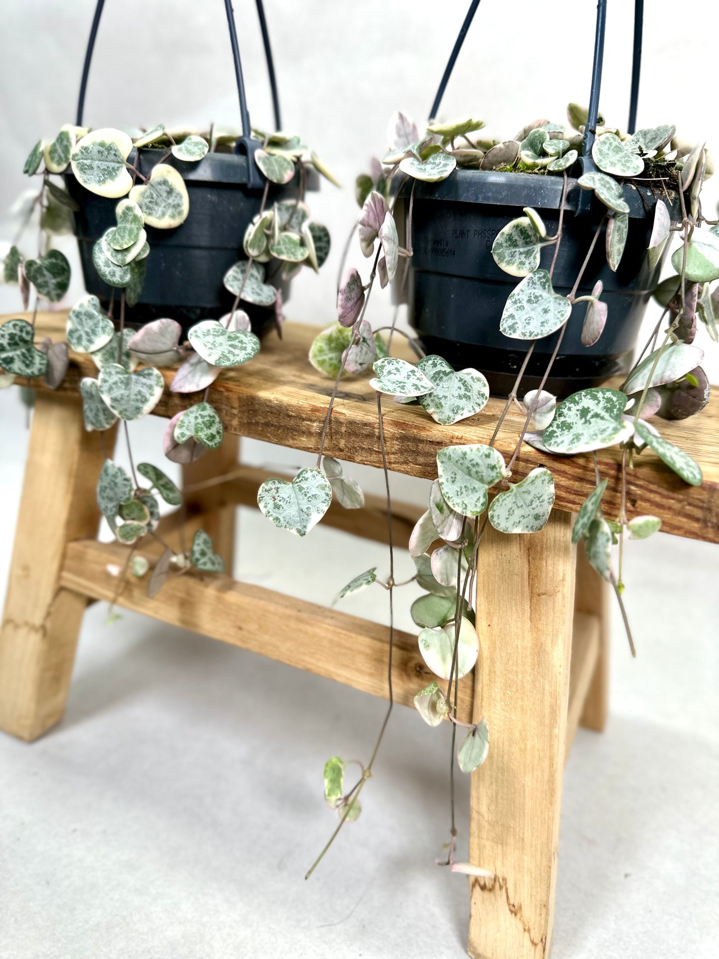 Ceropegia Woodii variegata - suspension