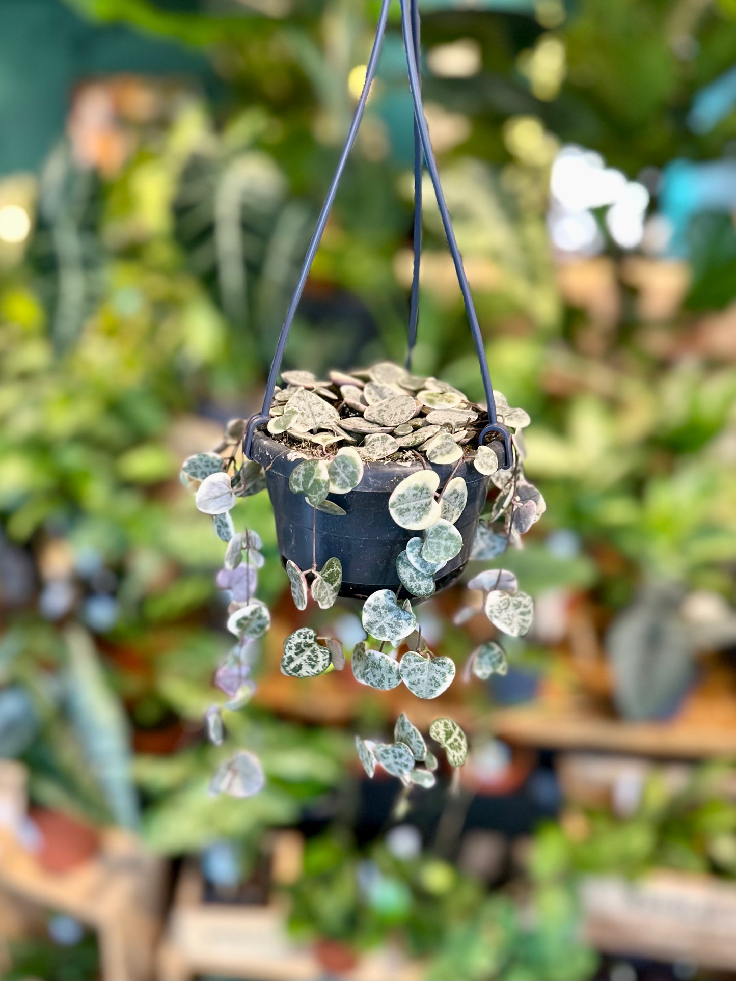 Ceropegia Woodii variegata - suspension