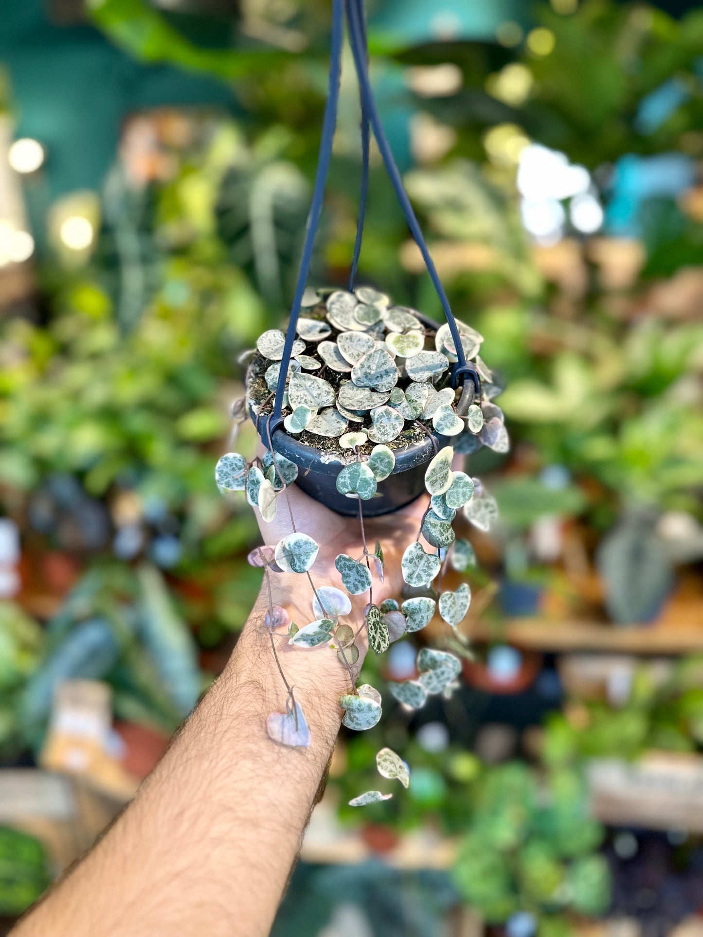 Ceropegia Woodii variegata - suspension