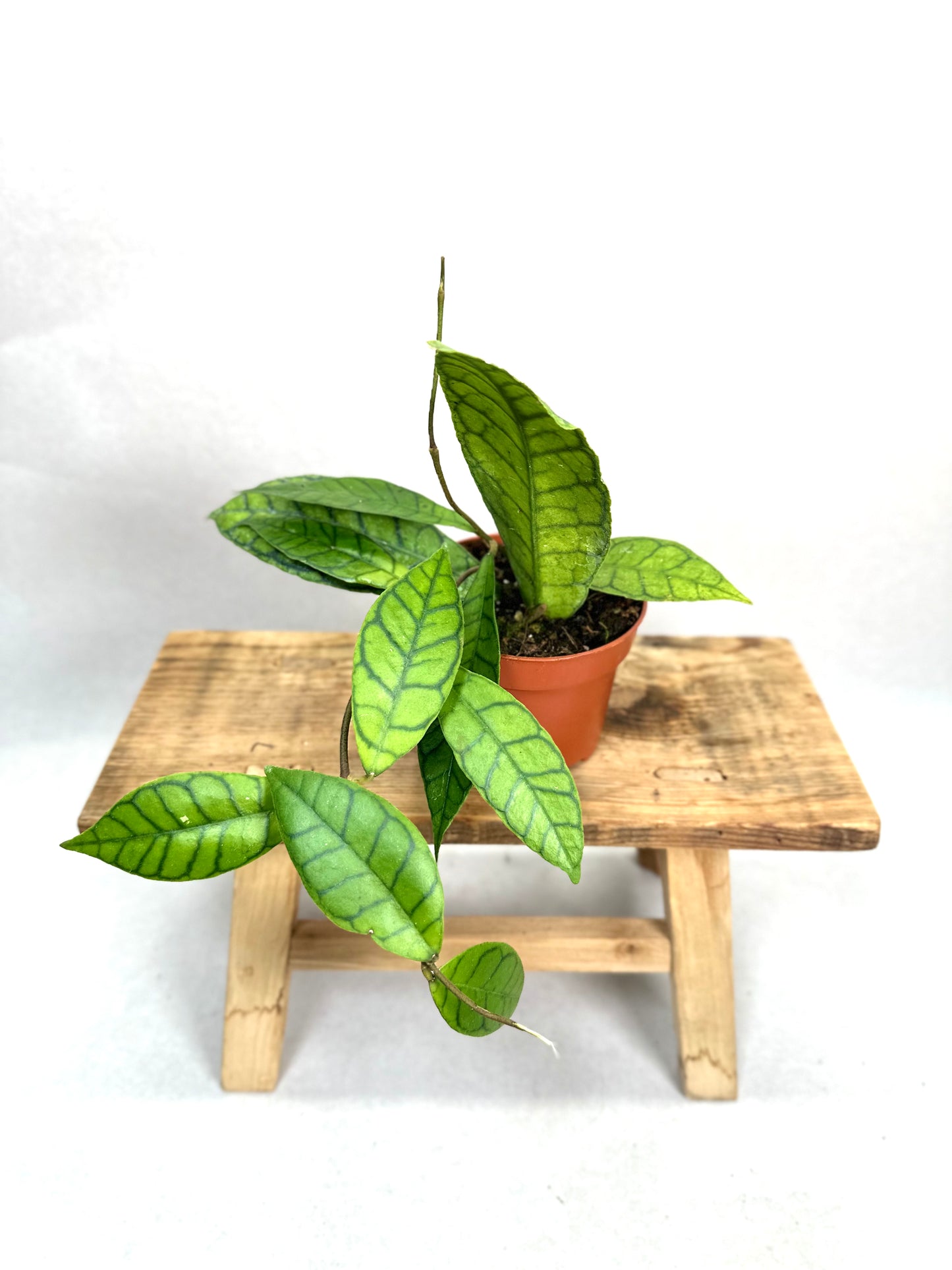 Hoya Callistophylla