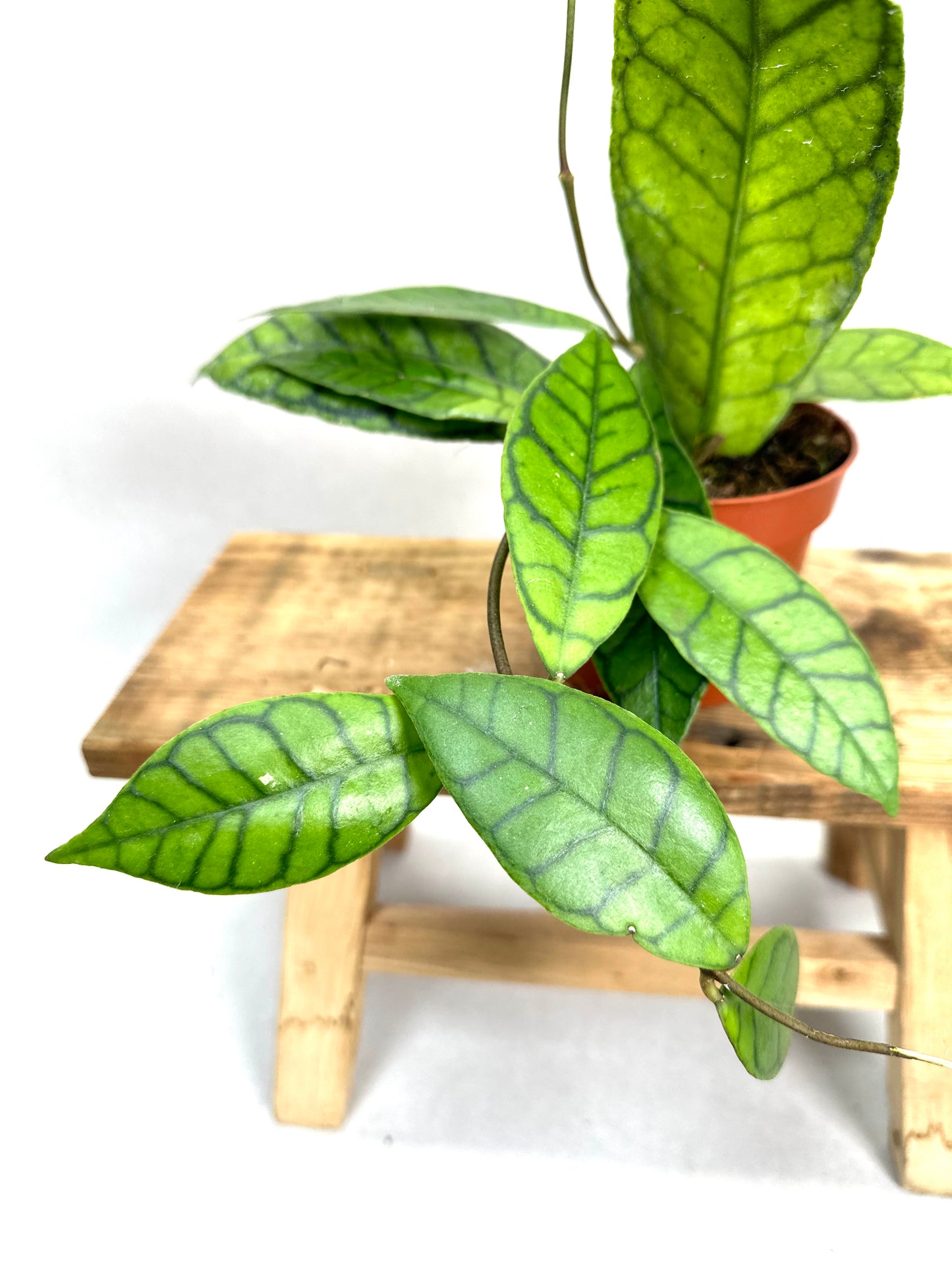 Hoya Callistophylla