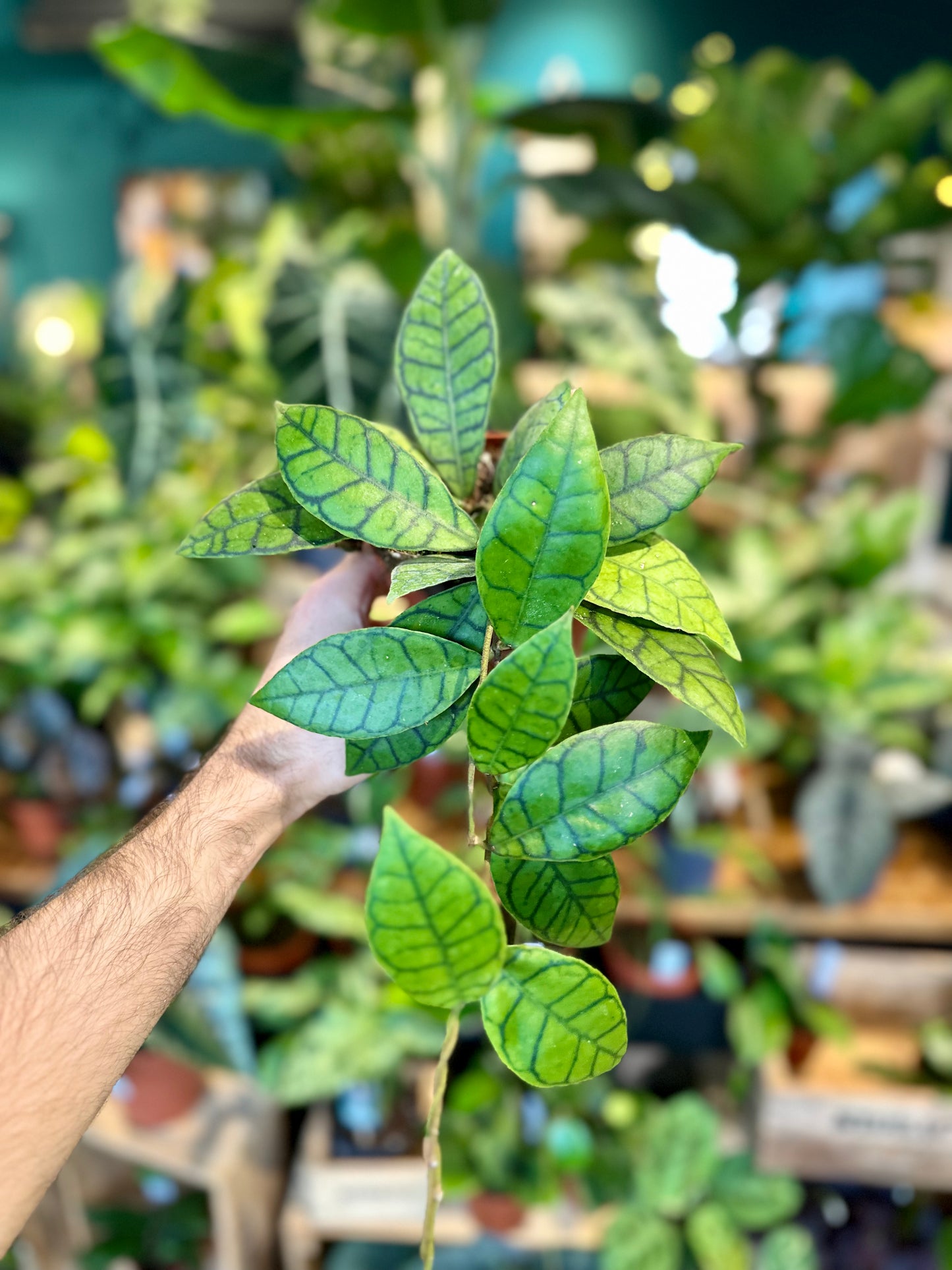 Hoya Callistophylla