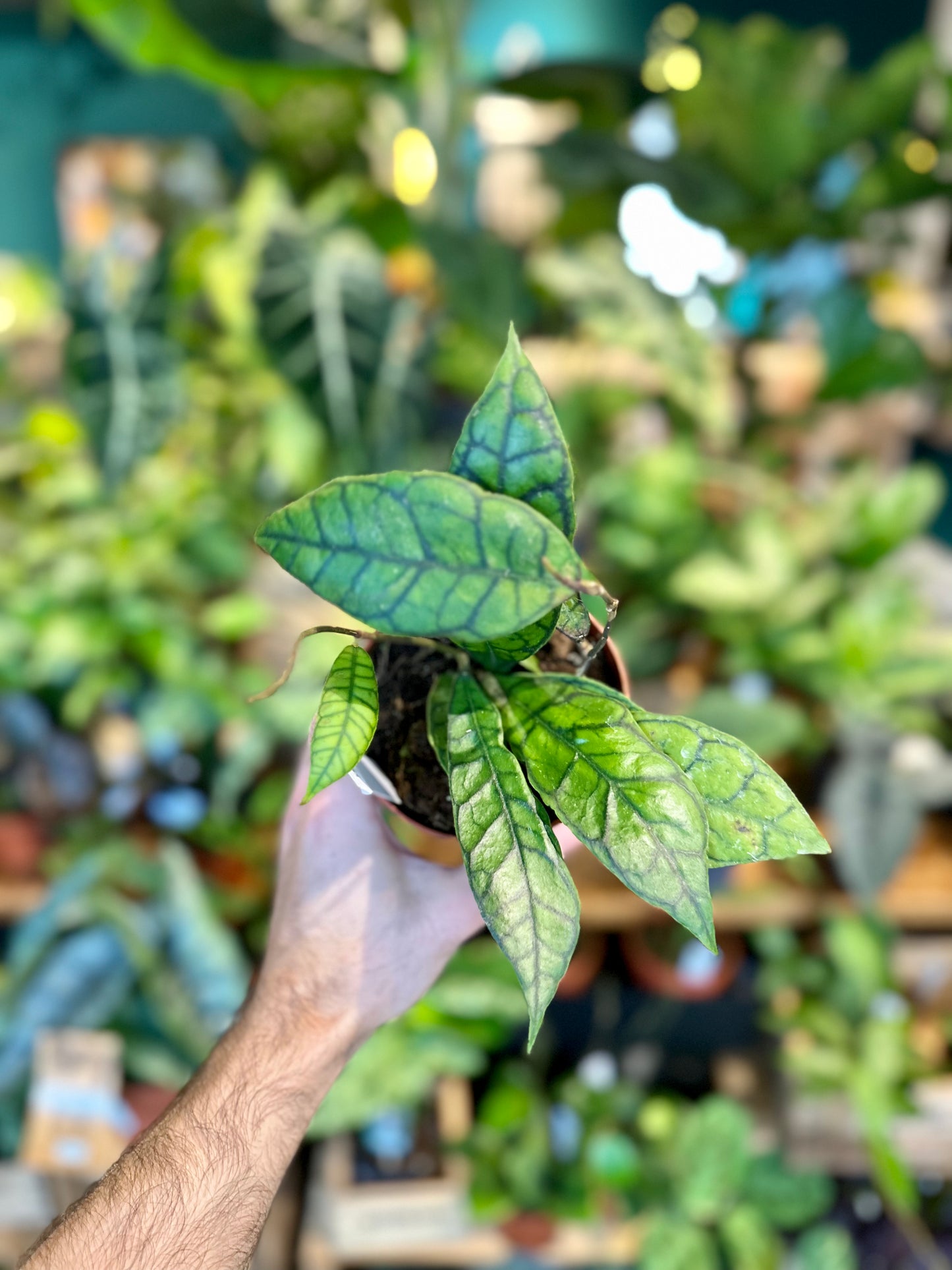 Hoya Callistophylla