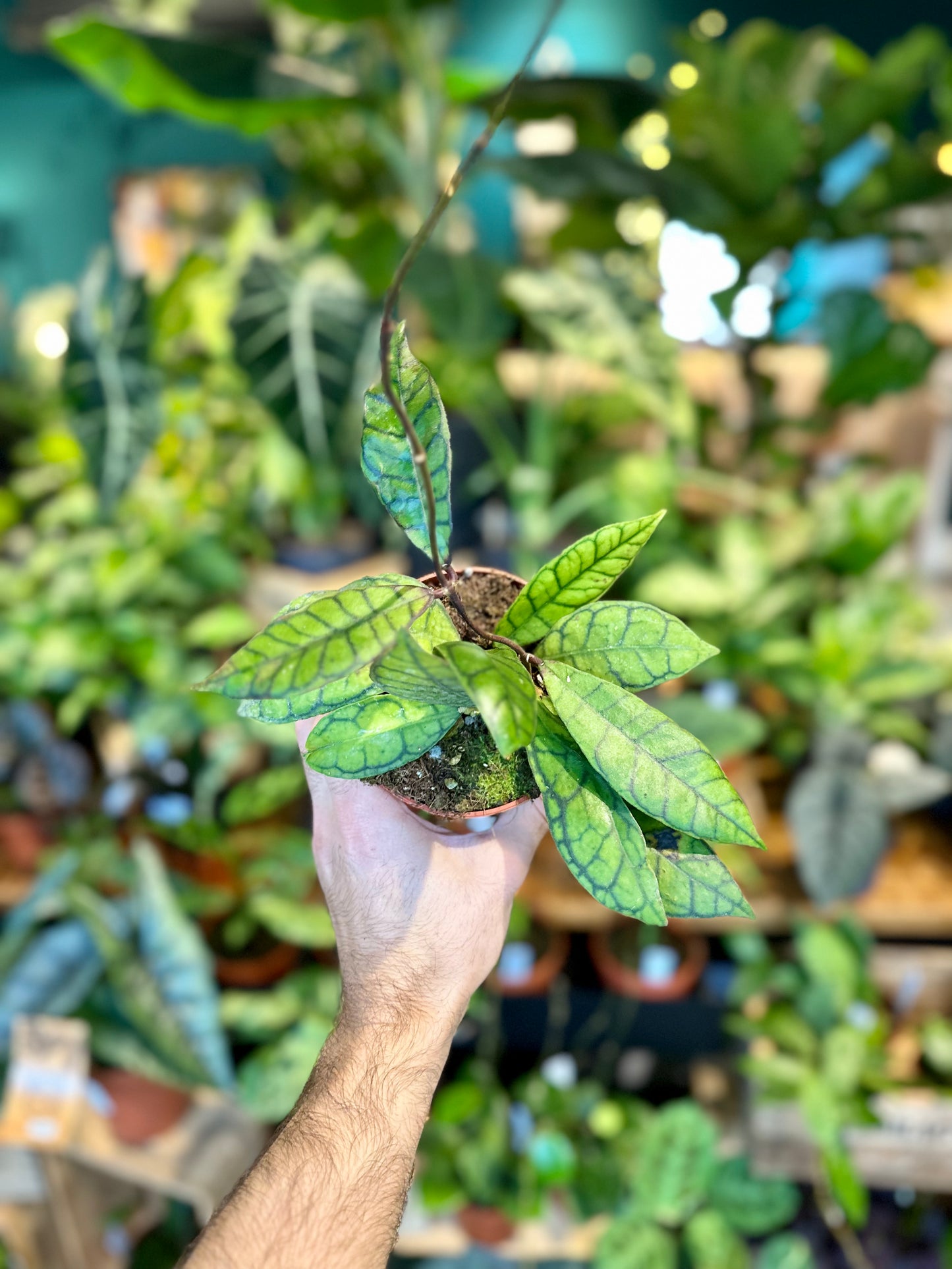 Hoya Callistophylla