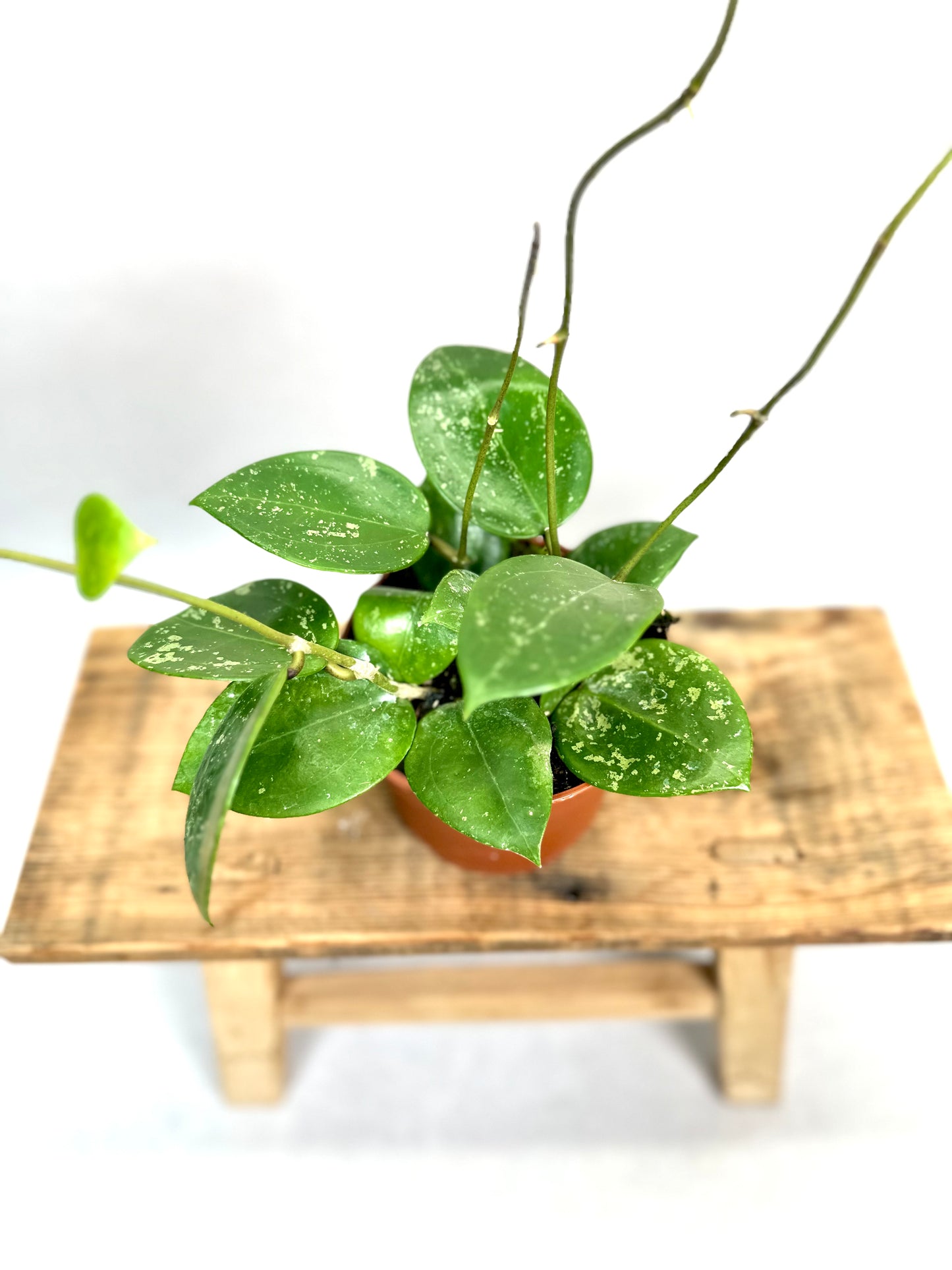 Hoya Parasitica Splash