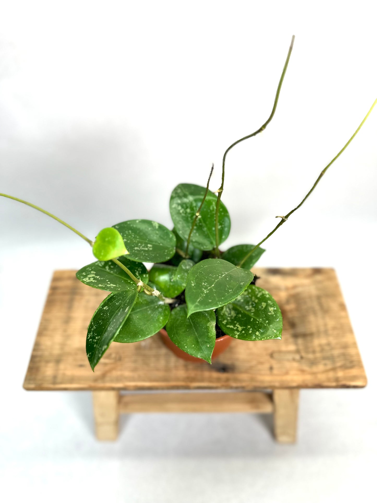 Hoya Parasitica Splash