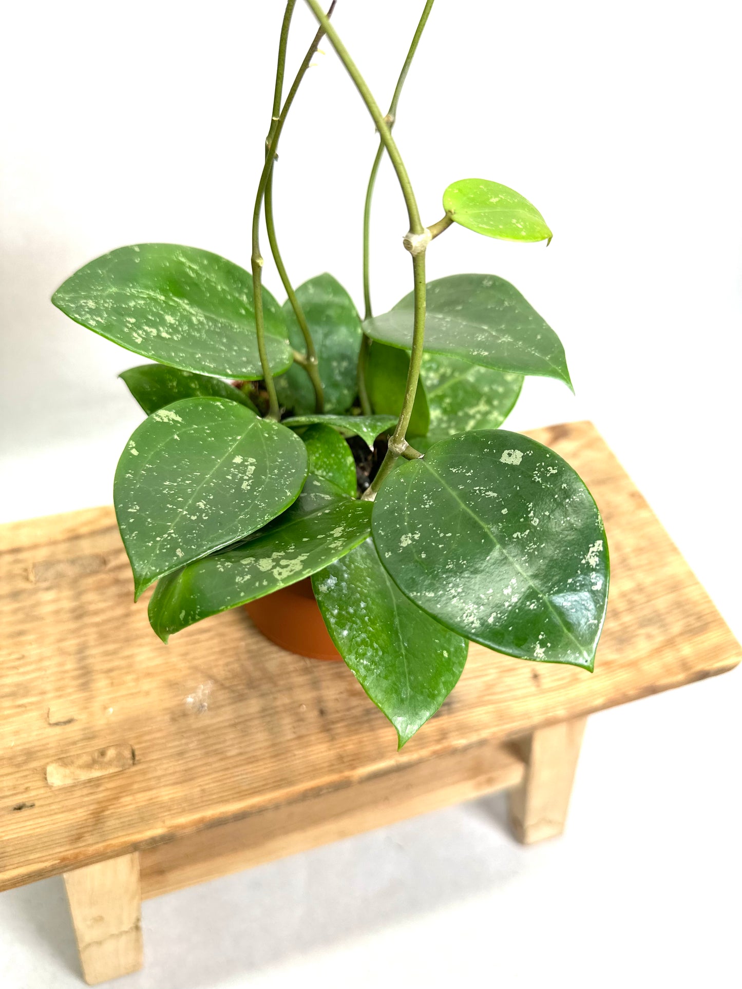 Hoya Parasitica Splash