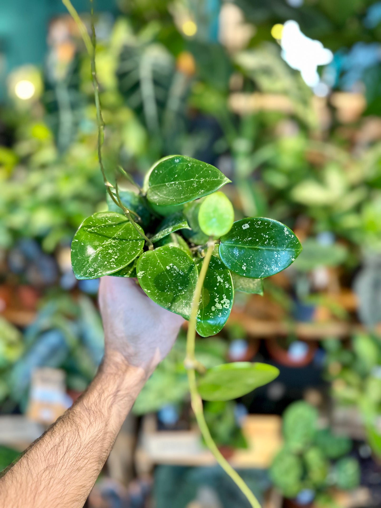 Hoya Parasitica Splash