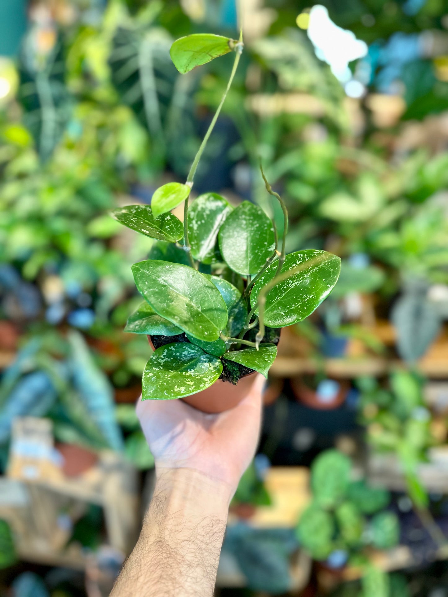 Hoya Parasitica Splash