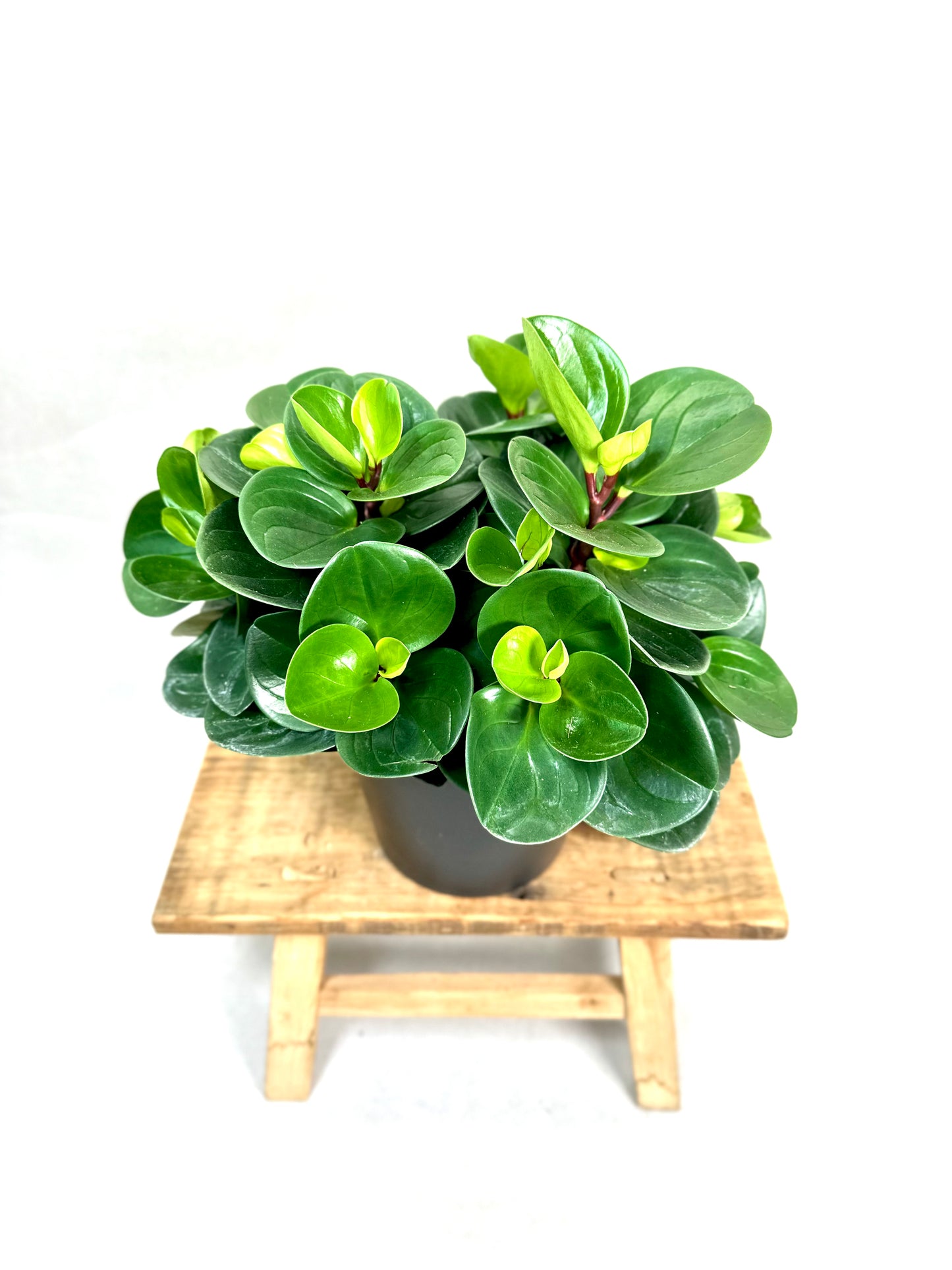 Peperomia Obtusifolia