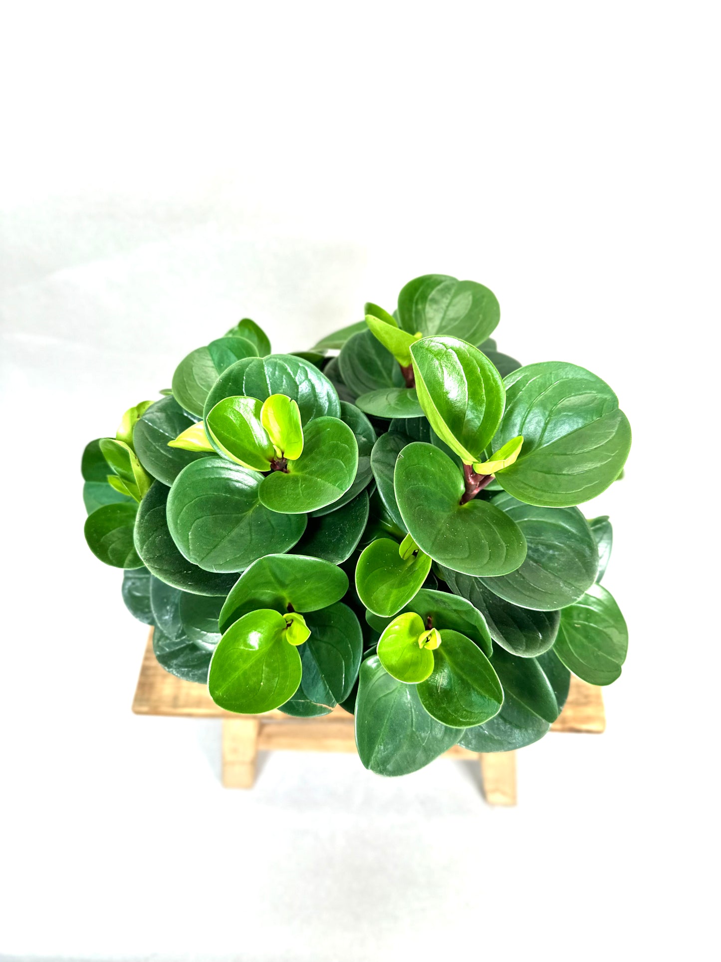 Peperomia Obtusifolia