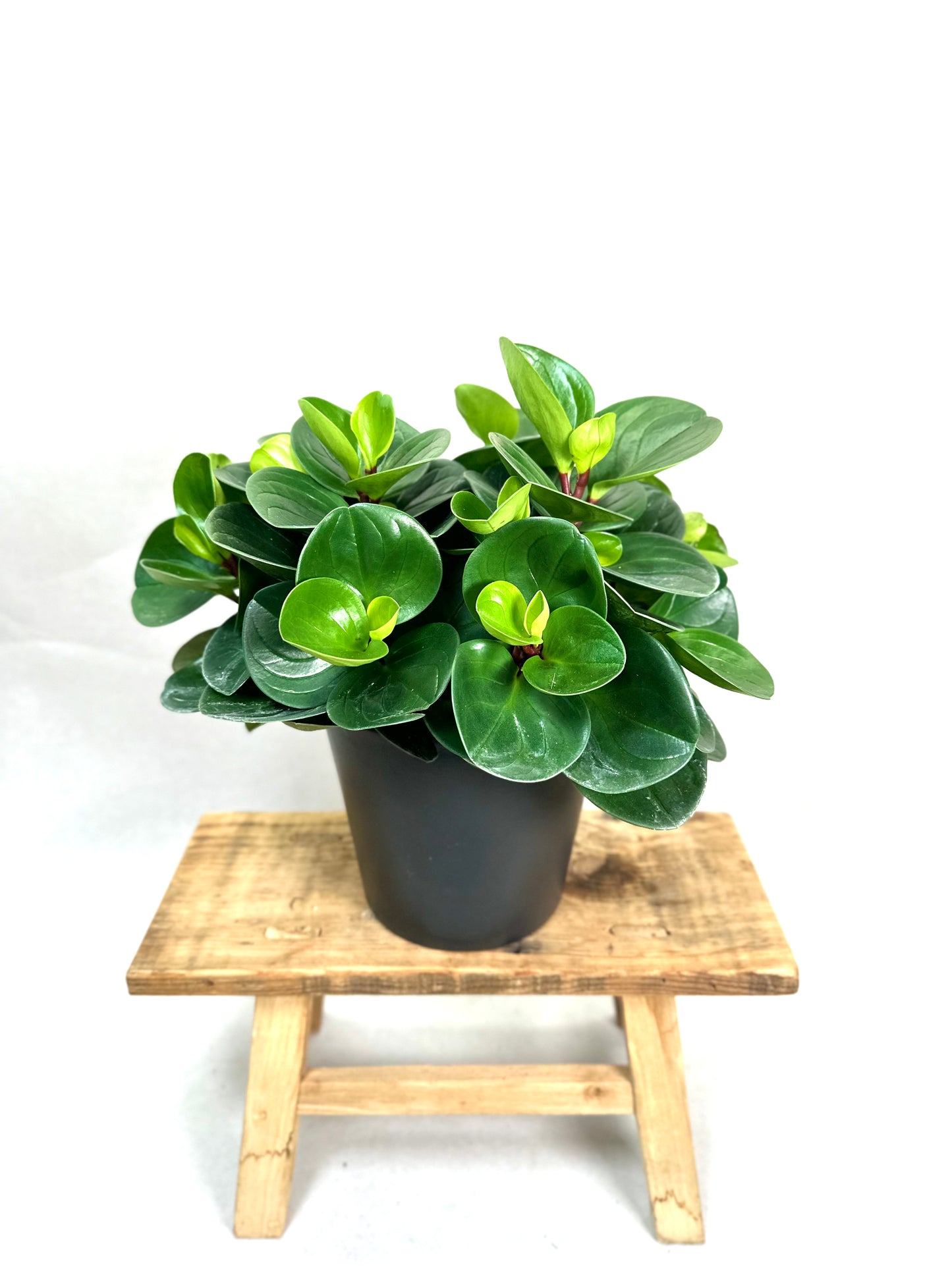 Peperomia Obtusifolia