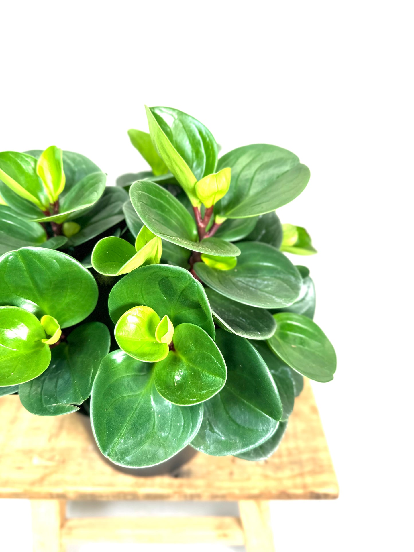 Peperomia Obtusifolia