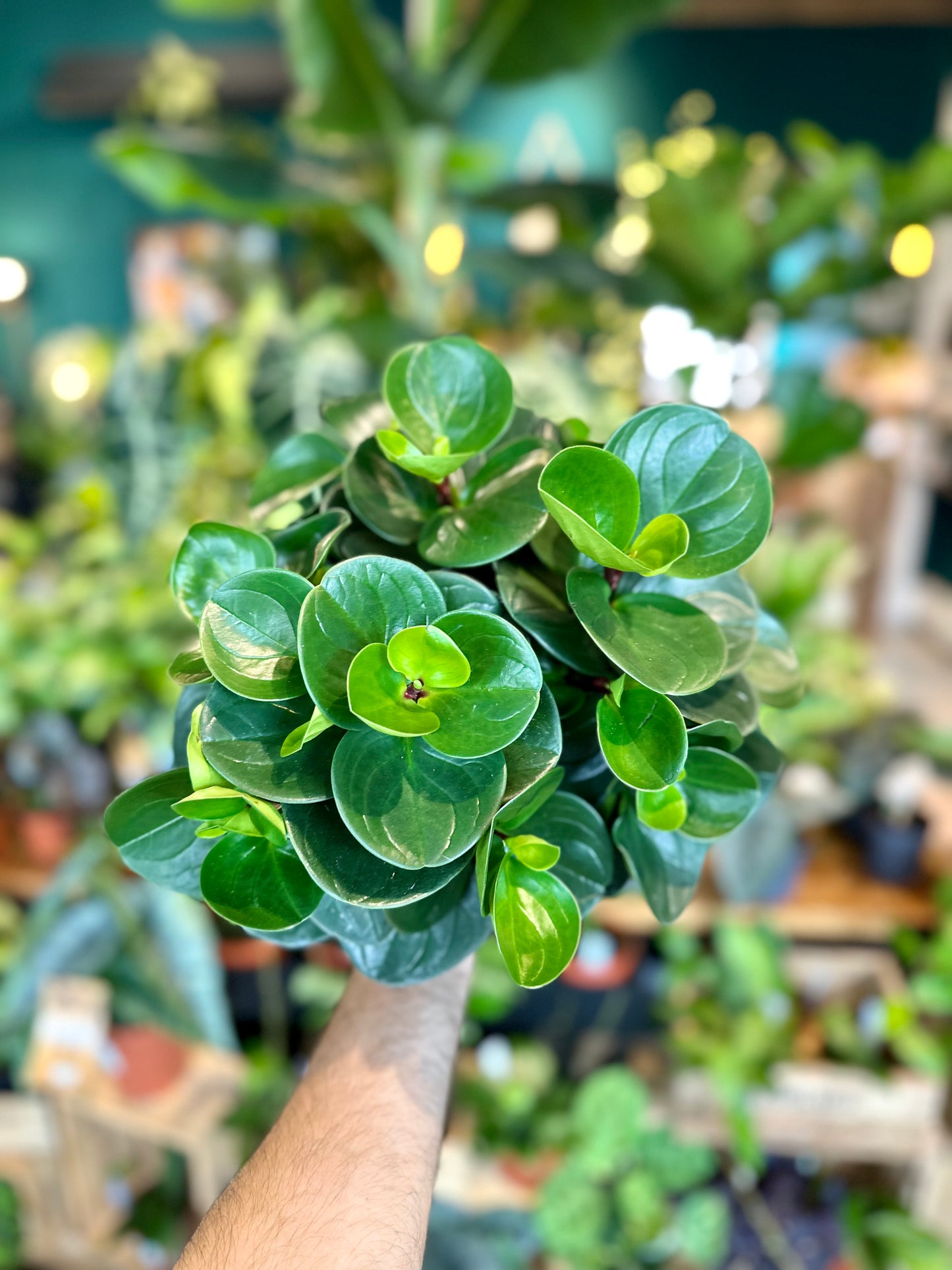 Peperomia Obtusifolia