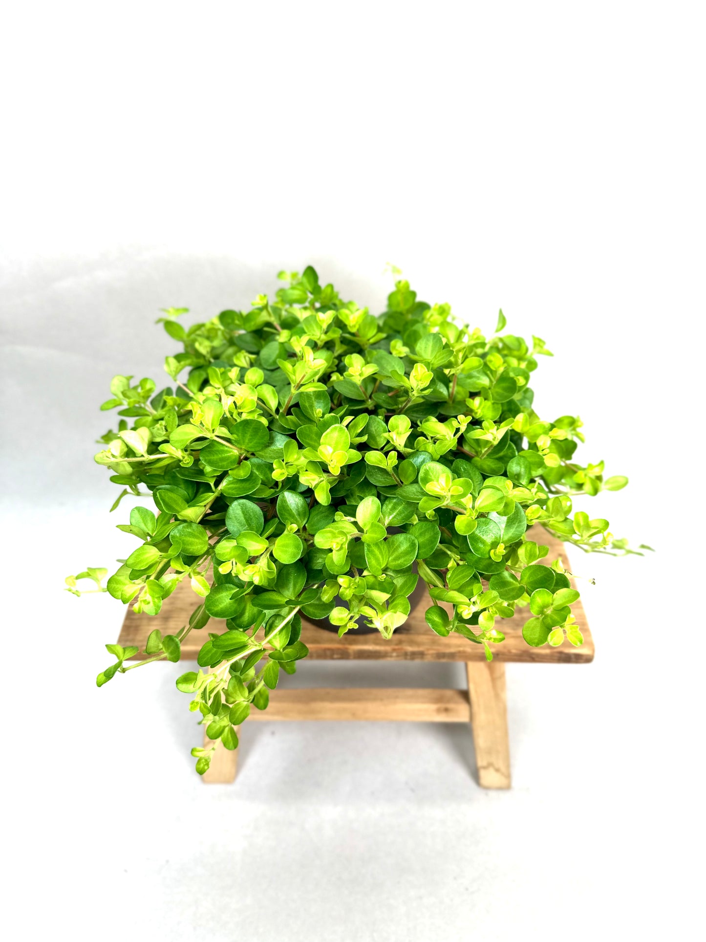 Peperomia Rotundifolia