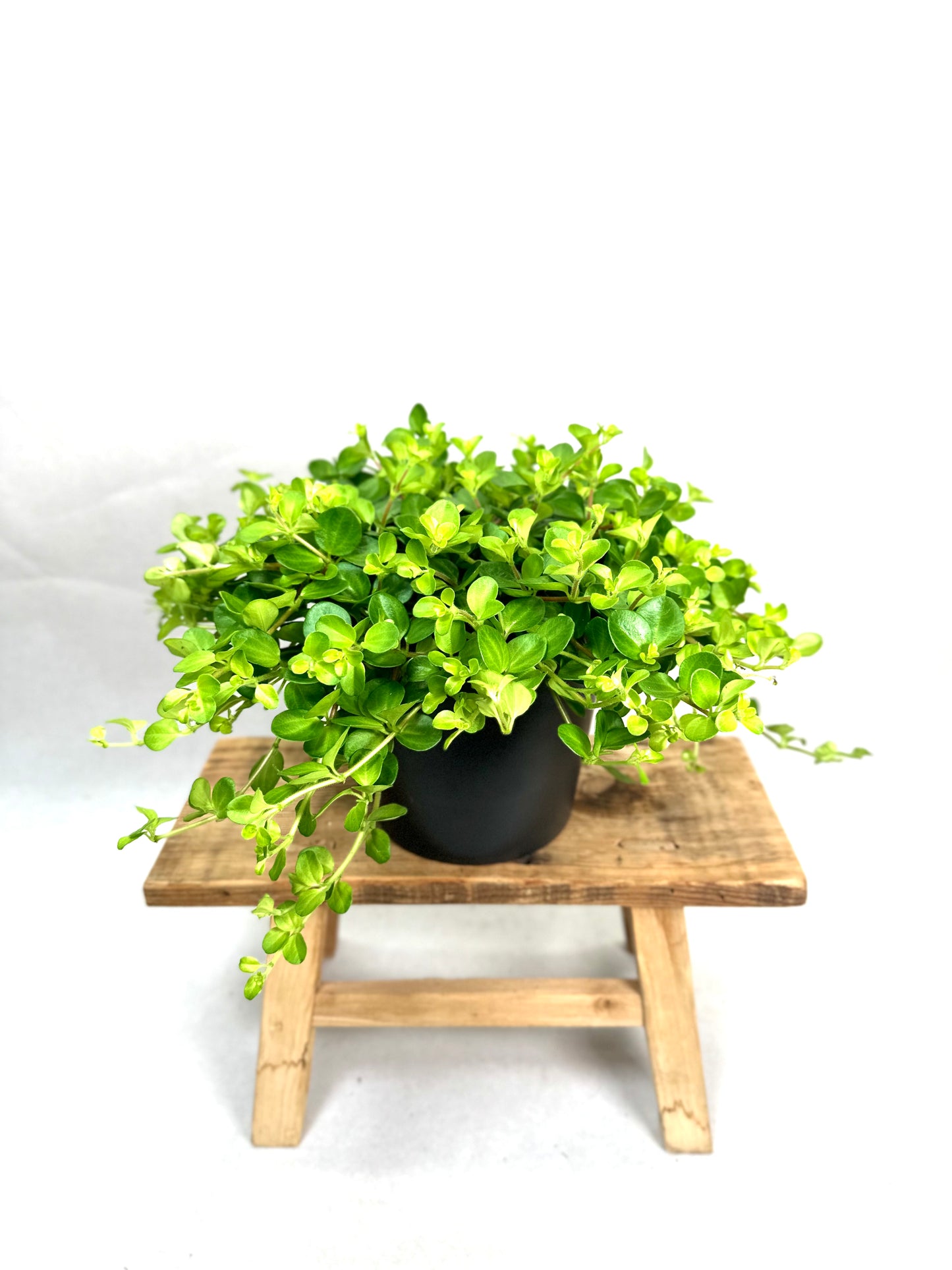 Peperomia Rotundifolia