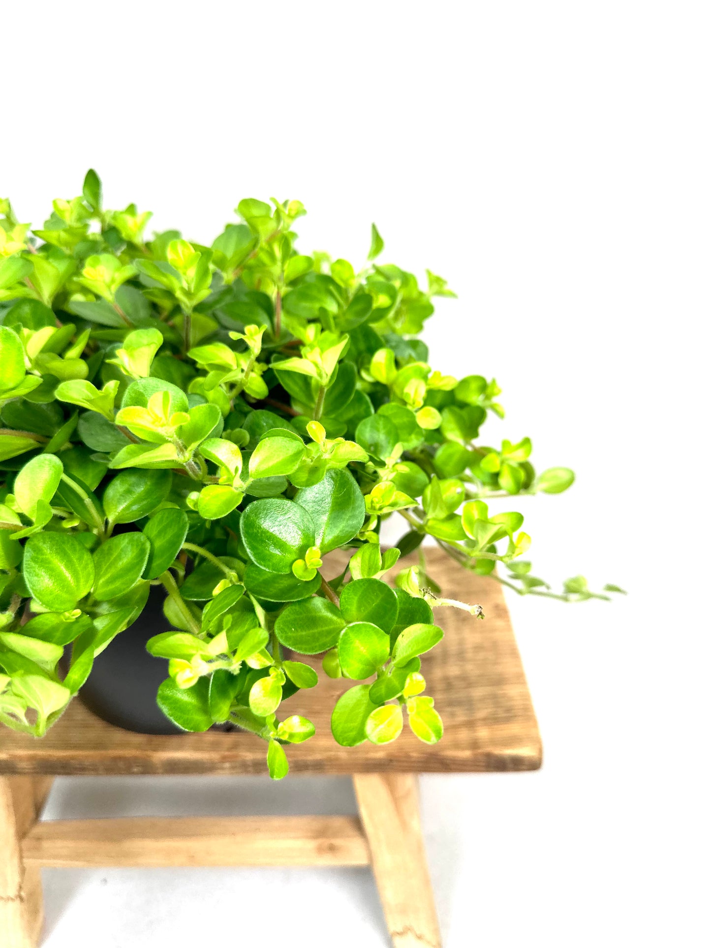 Peperomia Rotundifolia