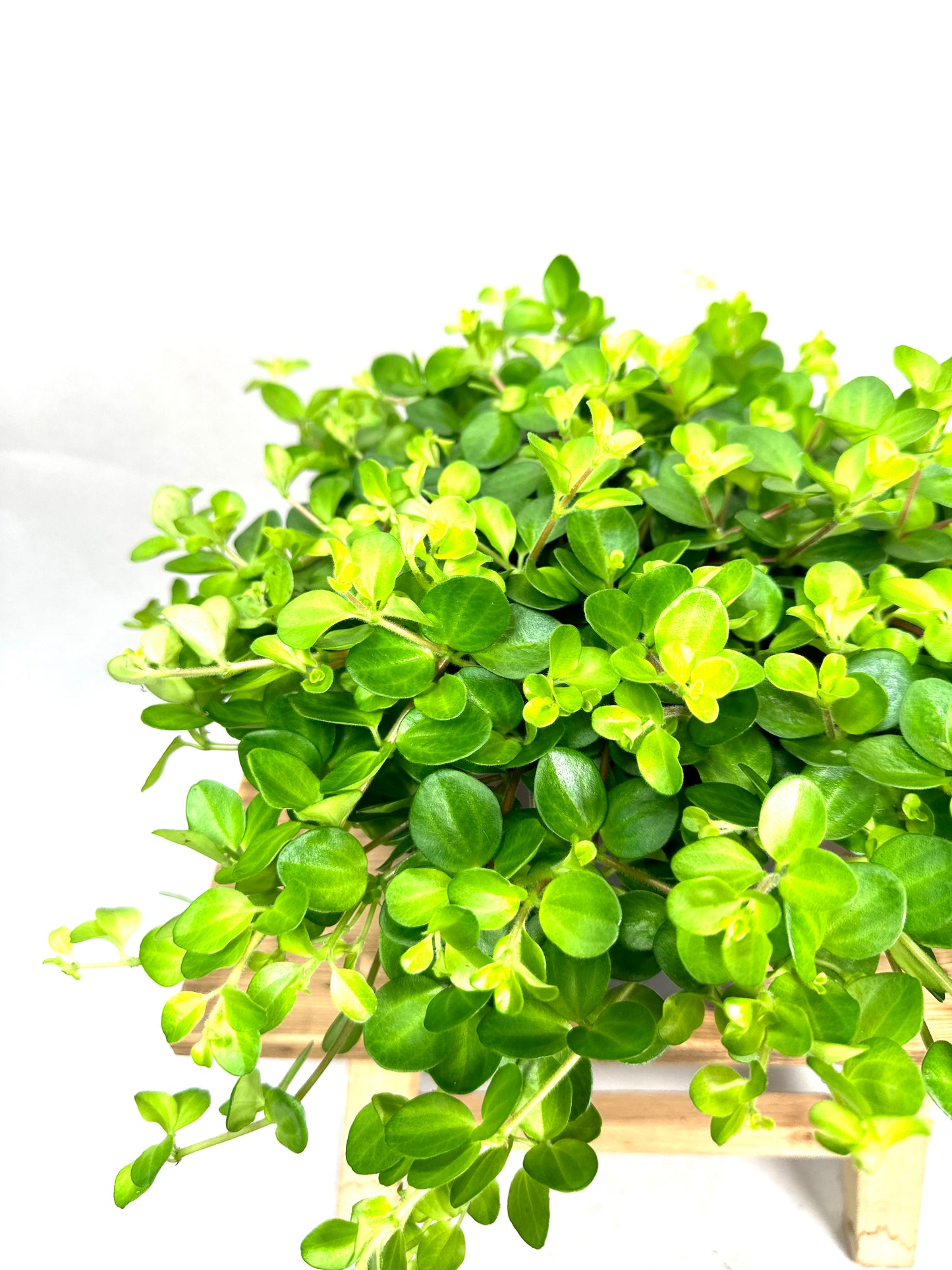Peperomia Rotundifolia