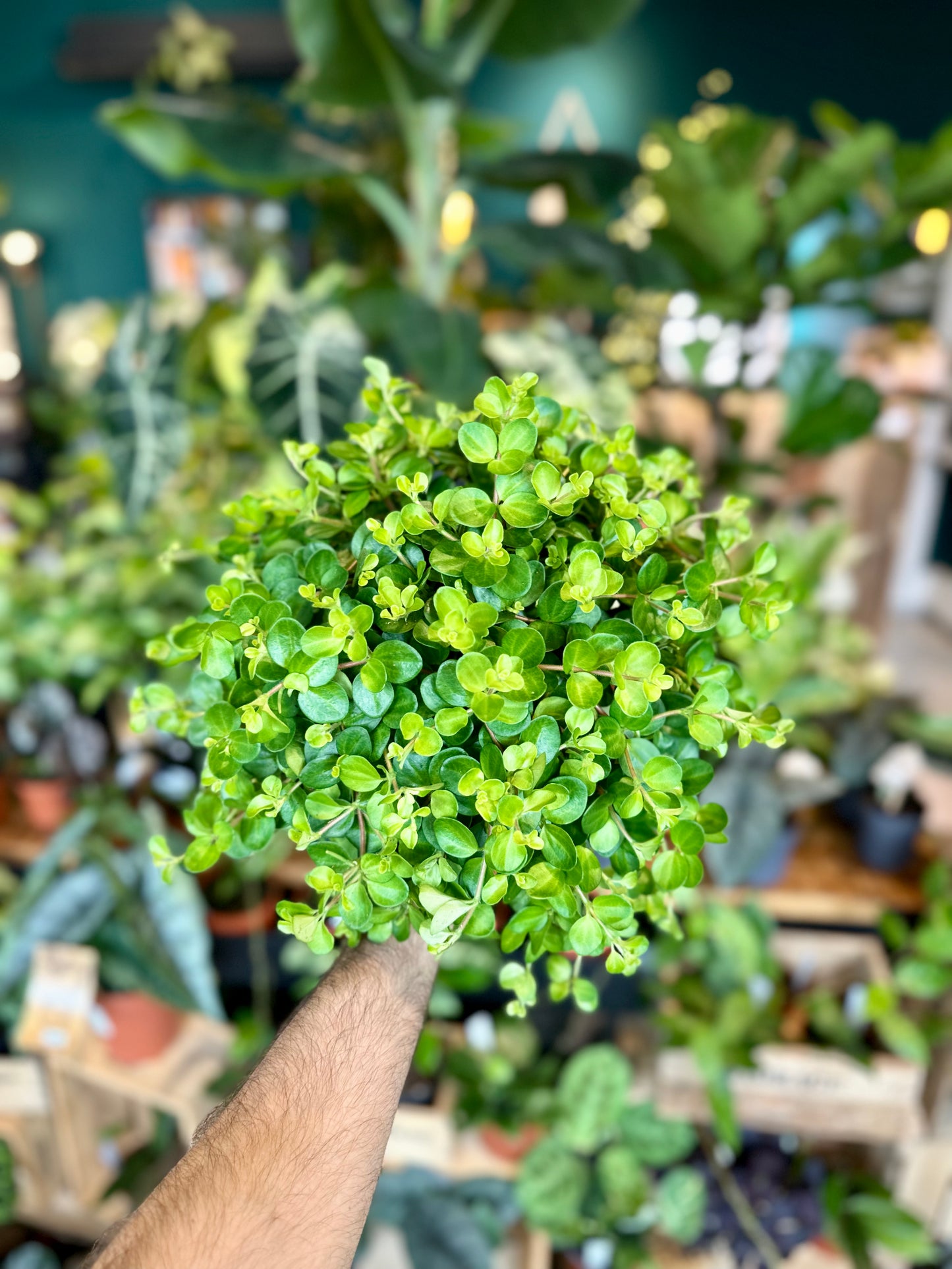 Peperomia Rotundifolia