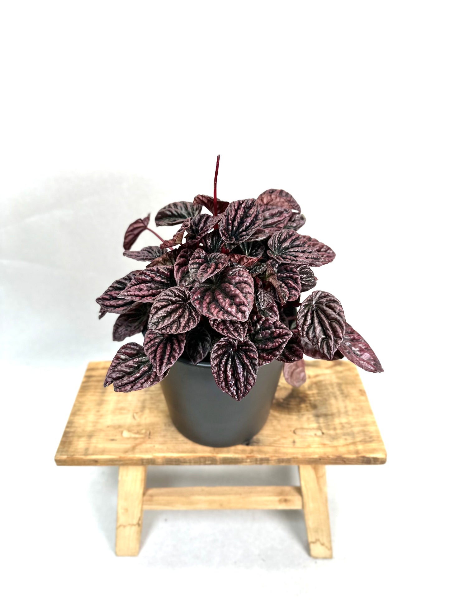 Peperomia Caperata