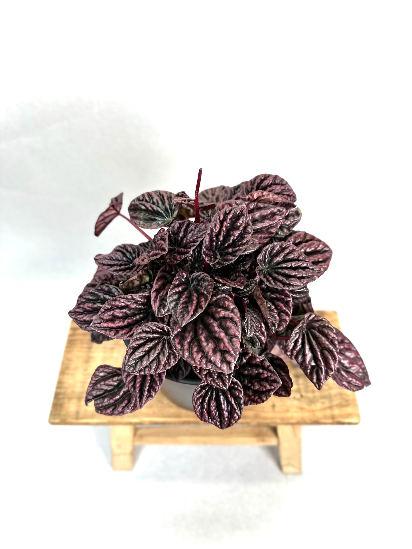 Peperomia Caperata