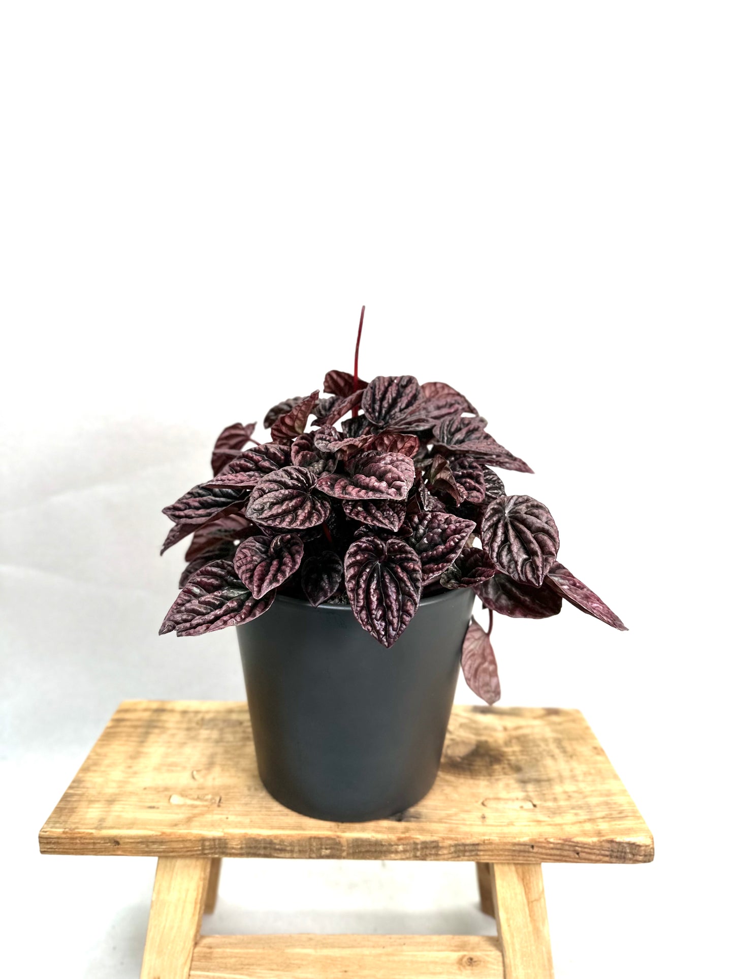 Peperomia Caperata
