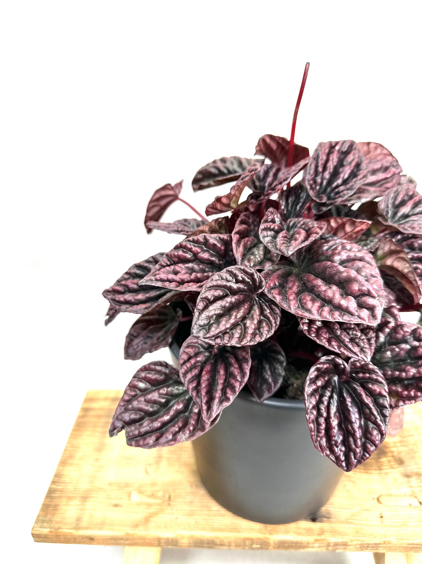 Peperomia Caperata