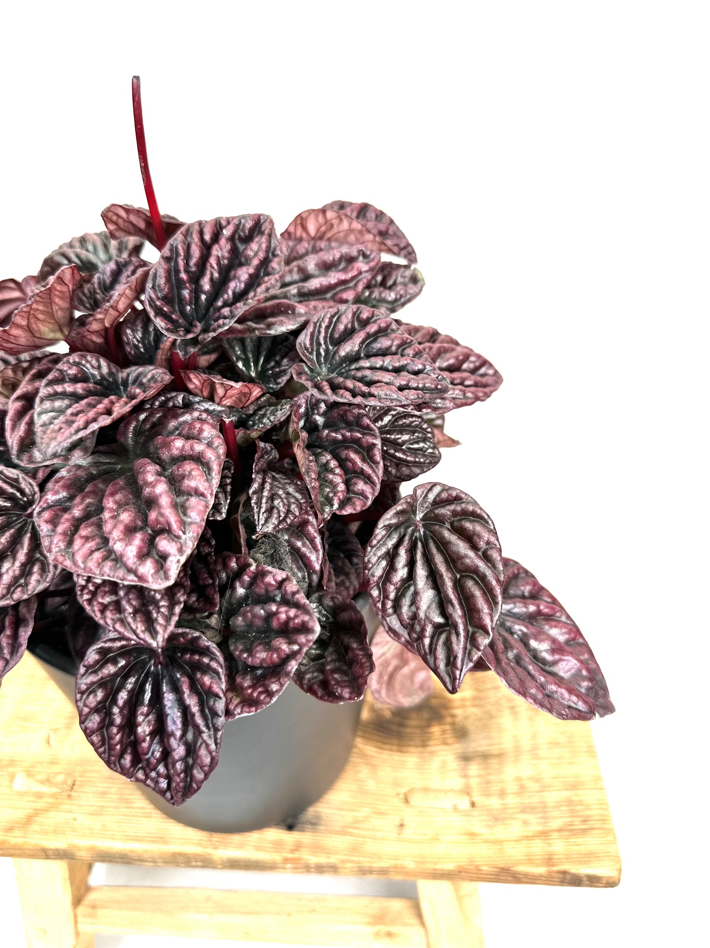 Peperomia Caperata