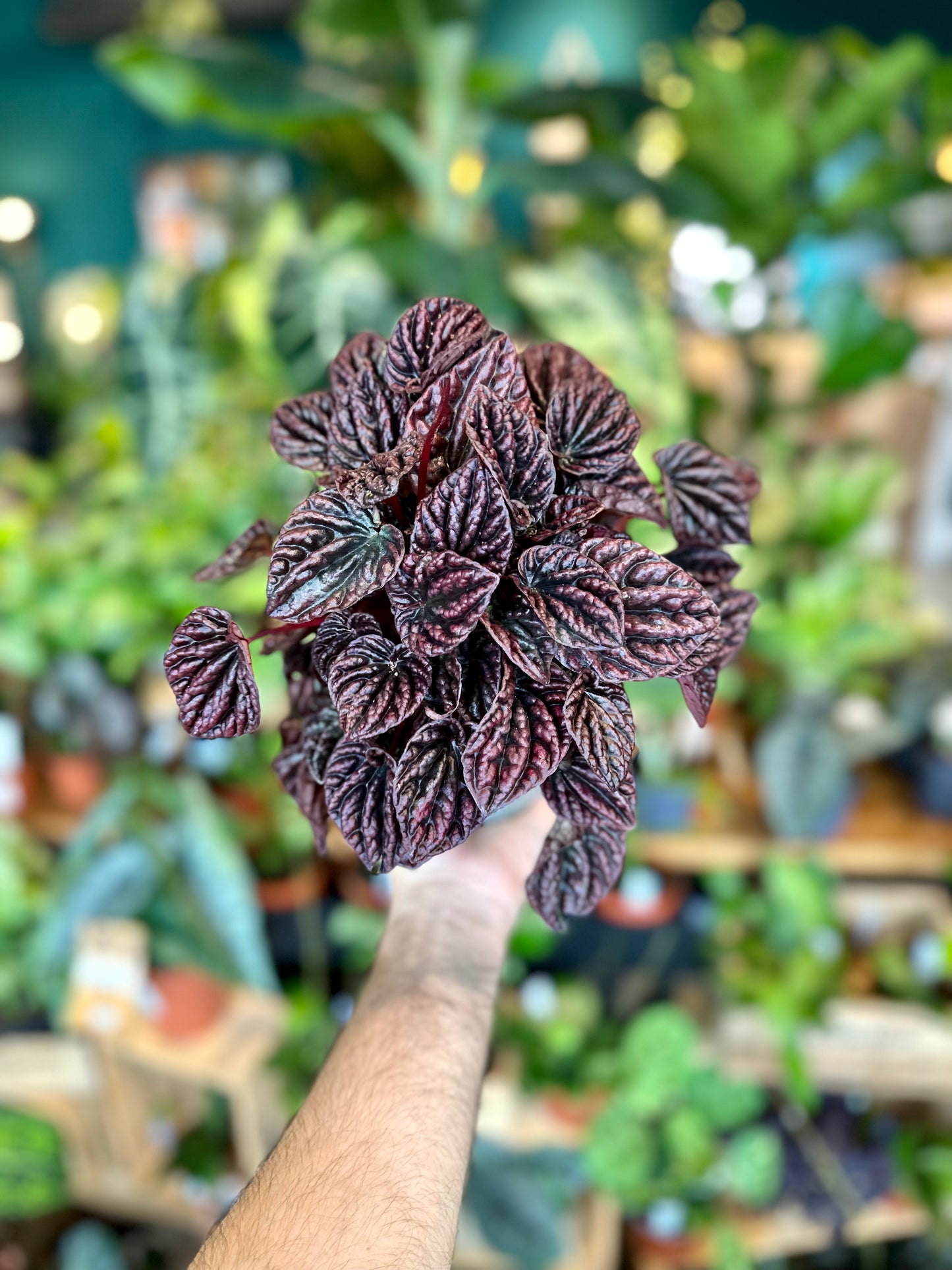 Peperomia Caperata