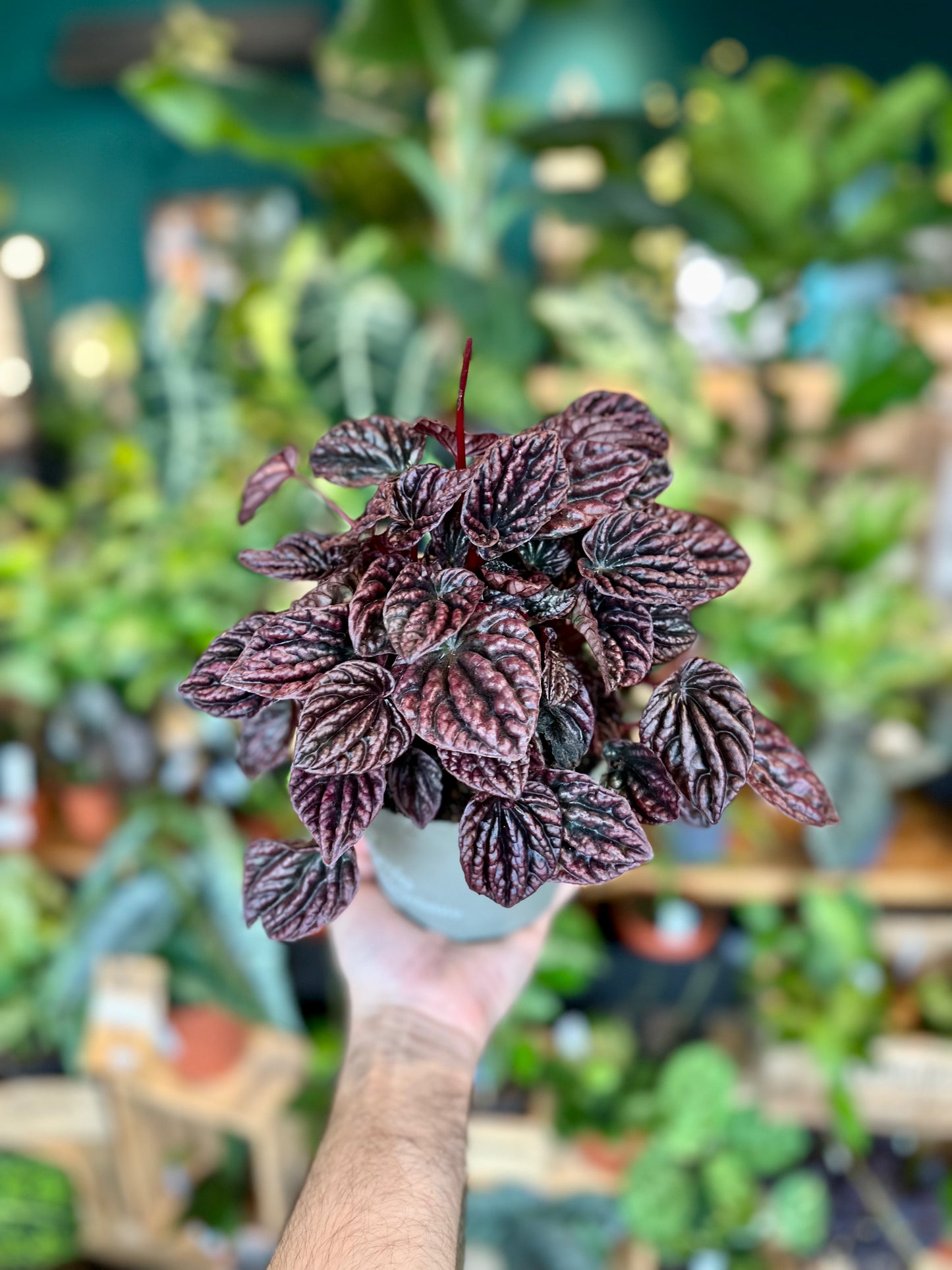 Peperomia Caperata