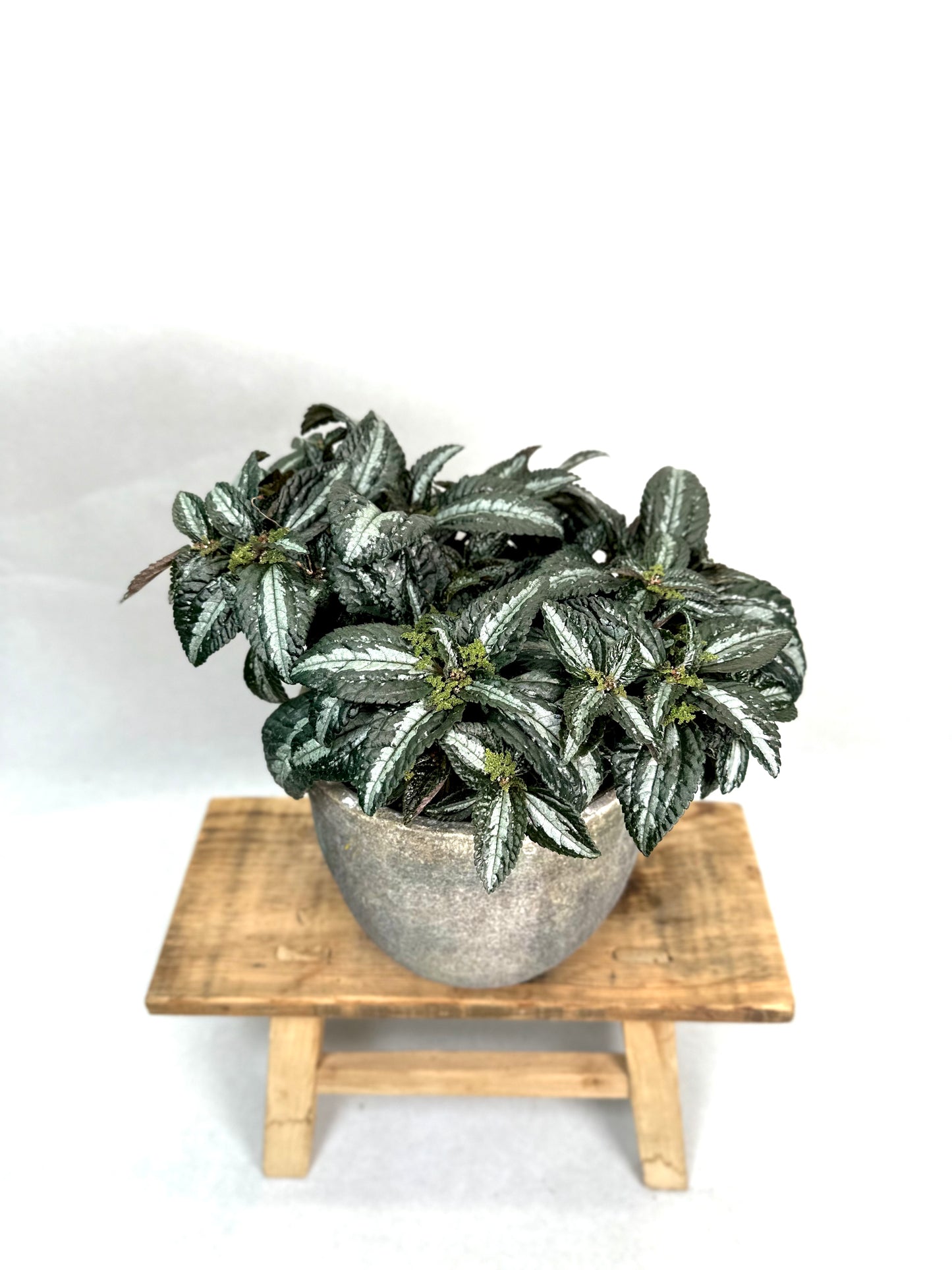 Pilea Silver Tree