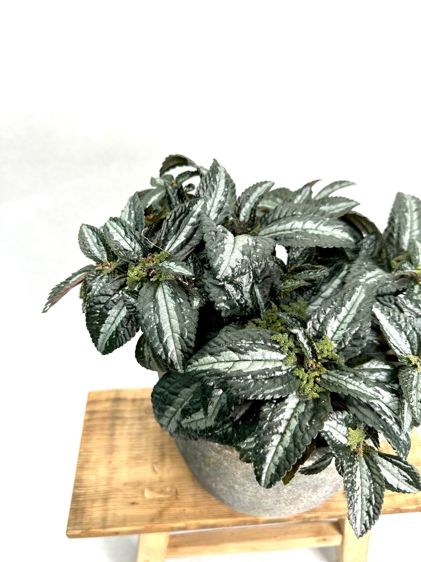 Pilea Silver Tree