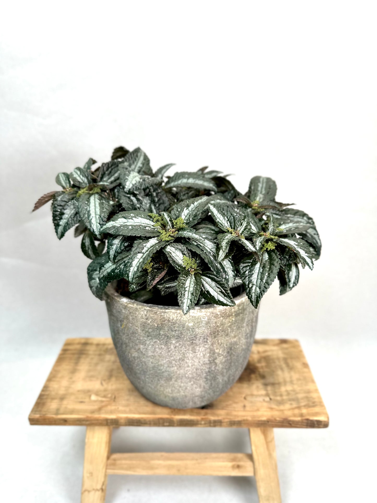 Pilea Silver Tree
