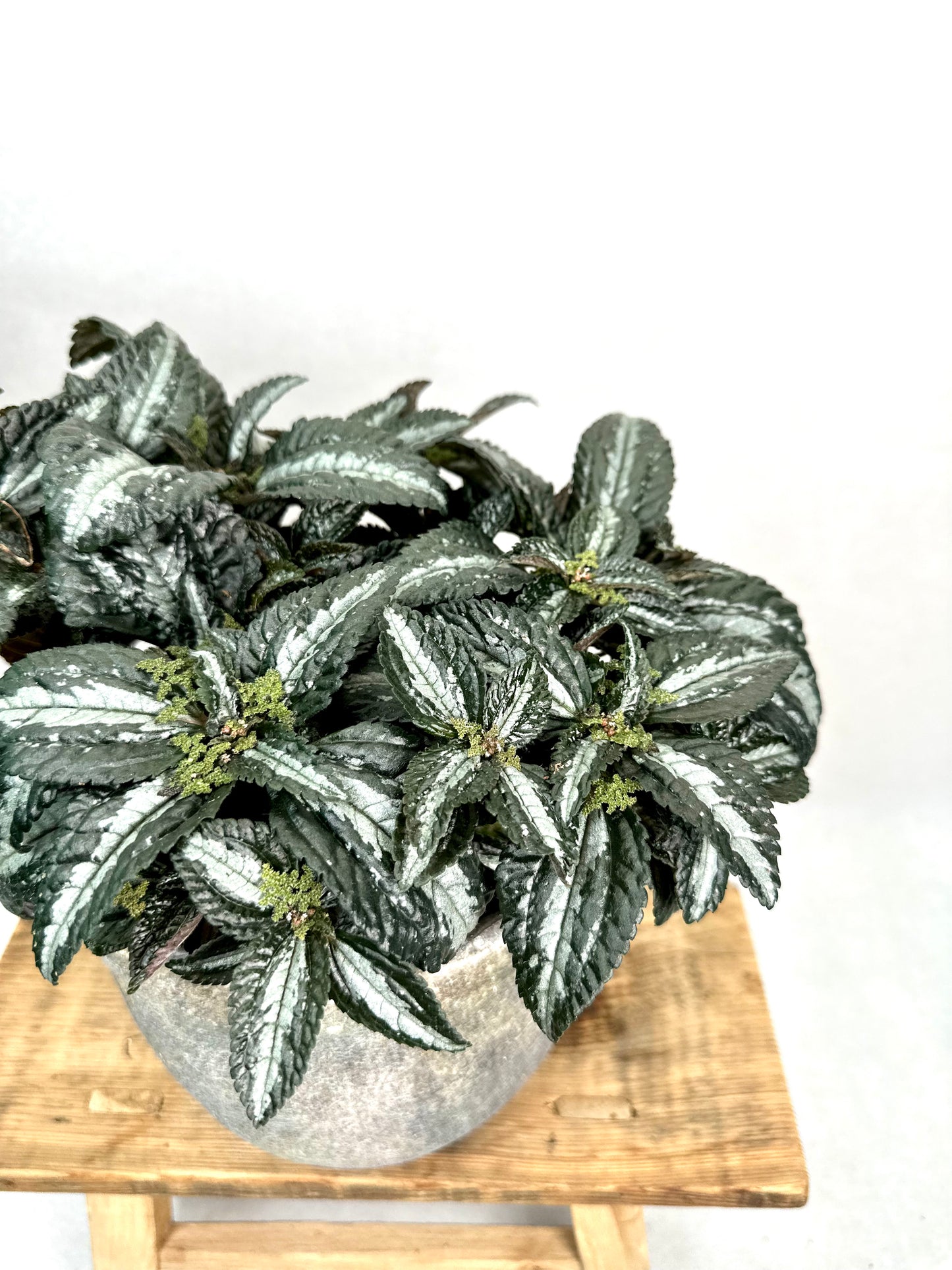 Pilea Silver Tree